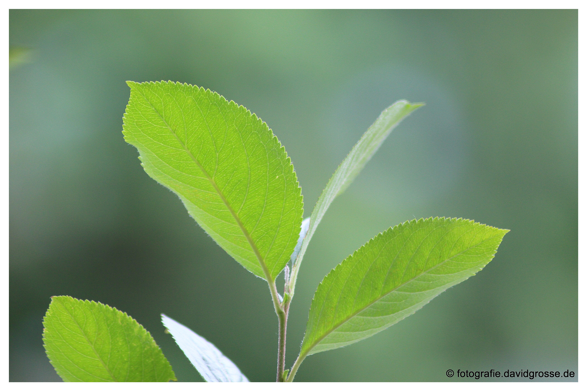 Canon EOS 700D (EOS Rebel T5i / EOS Kiss X7i) + Canon 70-300mm sample photo. Other leafs photography