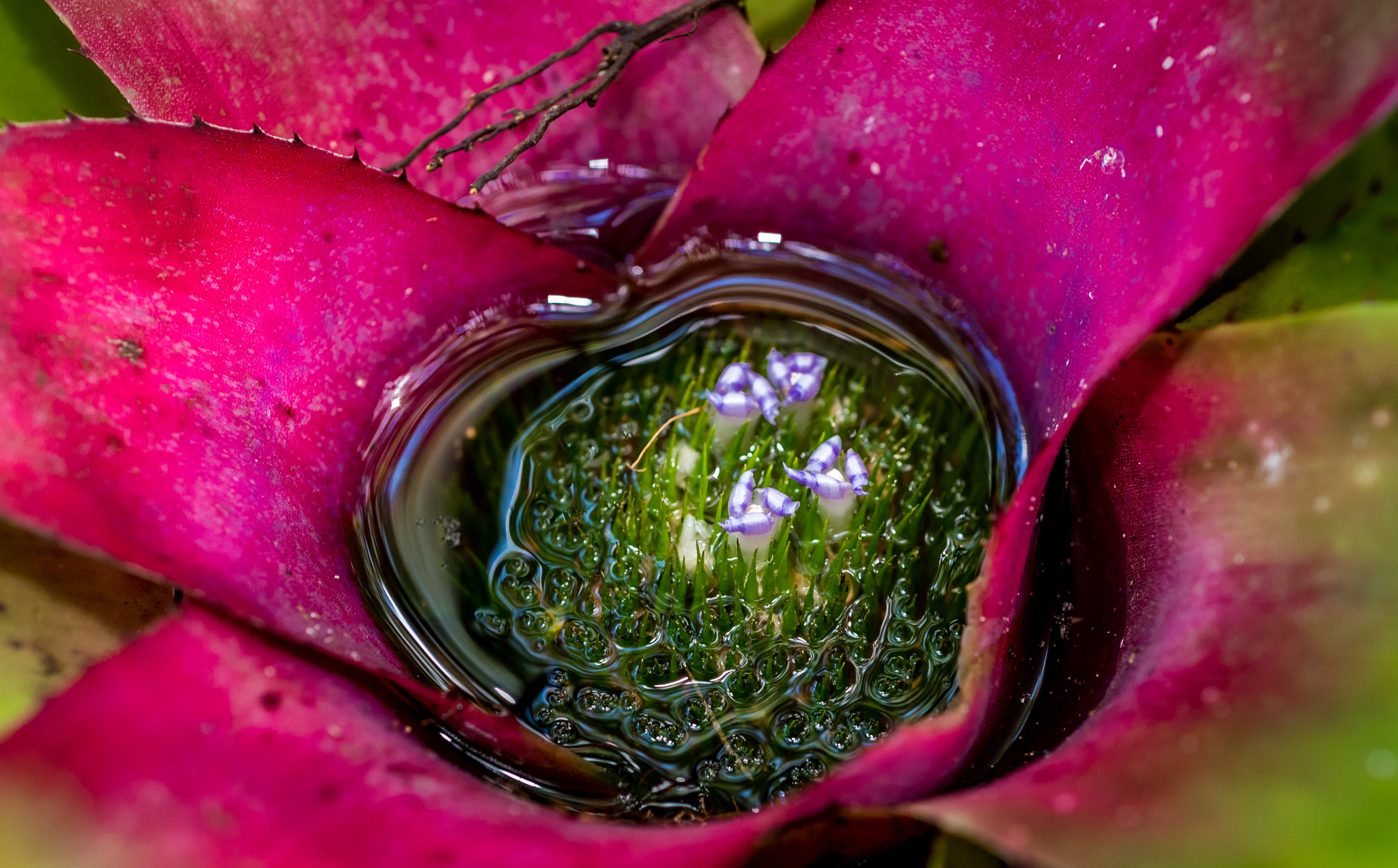 Nikon AF Micro-Nikkor 60mm F2.8D sample photo. Watery flowers photography
