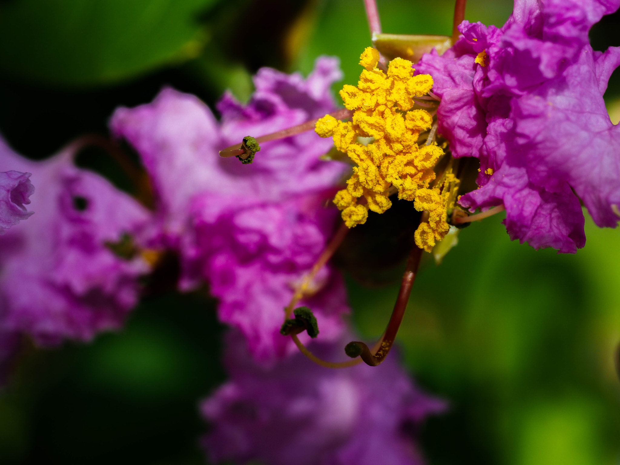 Panasonic Leica DG Macro-Elmarit 45mm F2.8 ASPH OIS sample photo. Open invitation photography