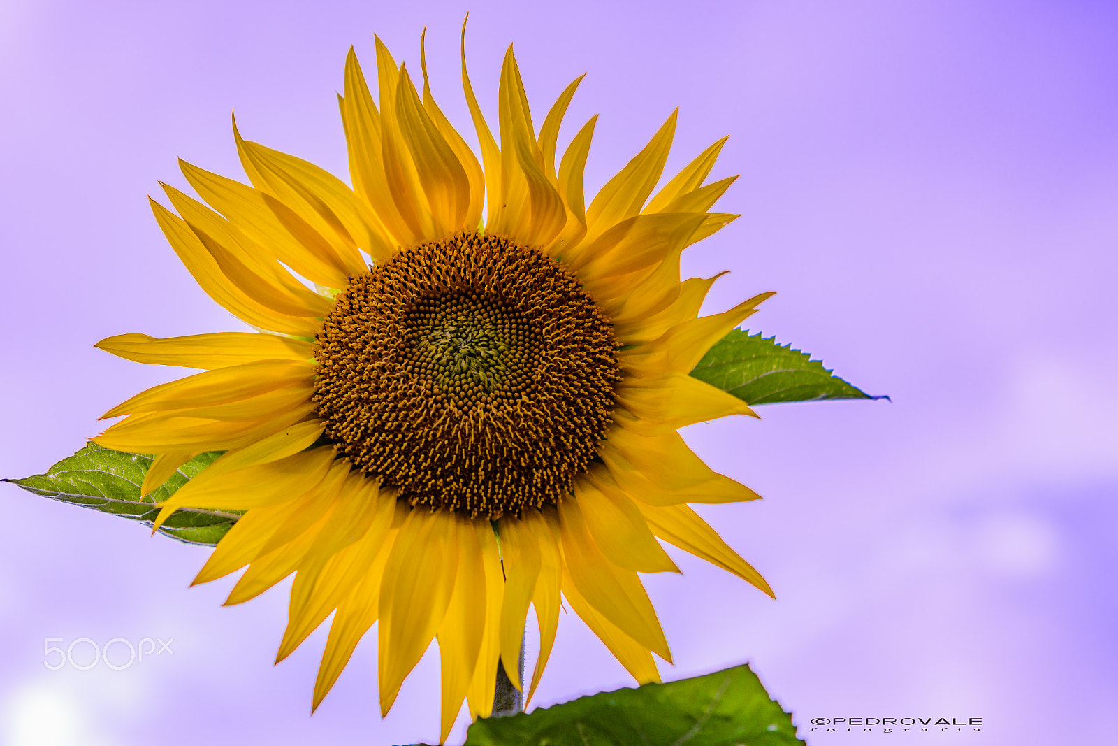 Nikon AF-S Micro-Nikkor 60mm F2.8G ED sample photo. Girassol (sunflower) photography