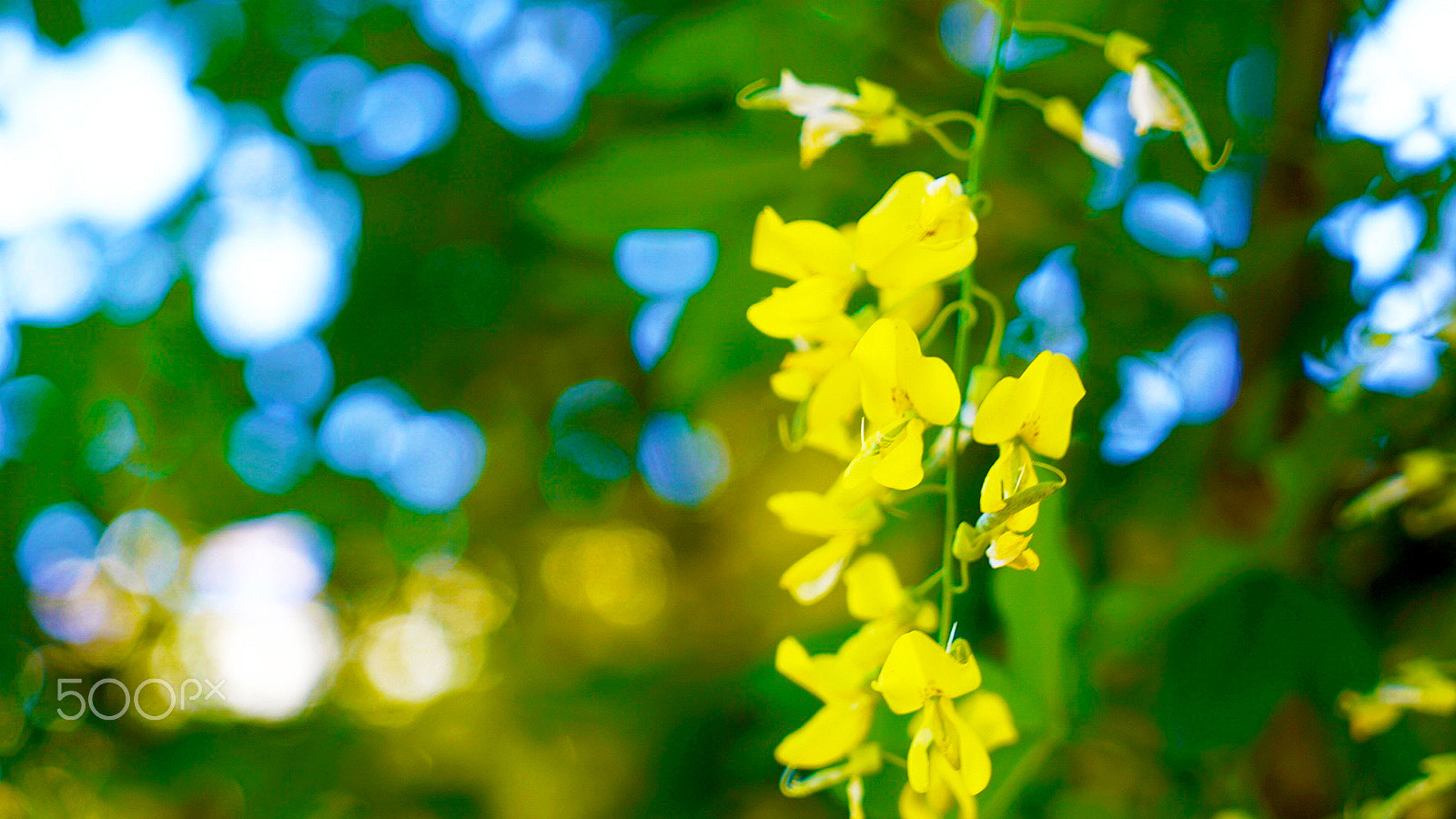 Sony a7S II + Sony 0mm F0.0 sample photo. Penny for your thoughts photography