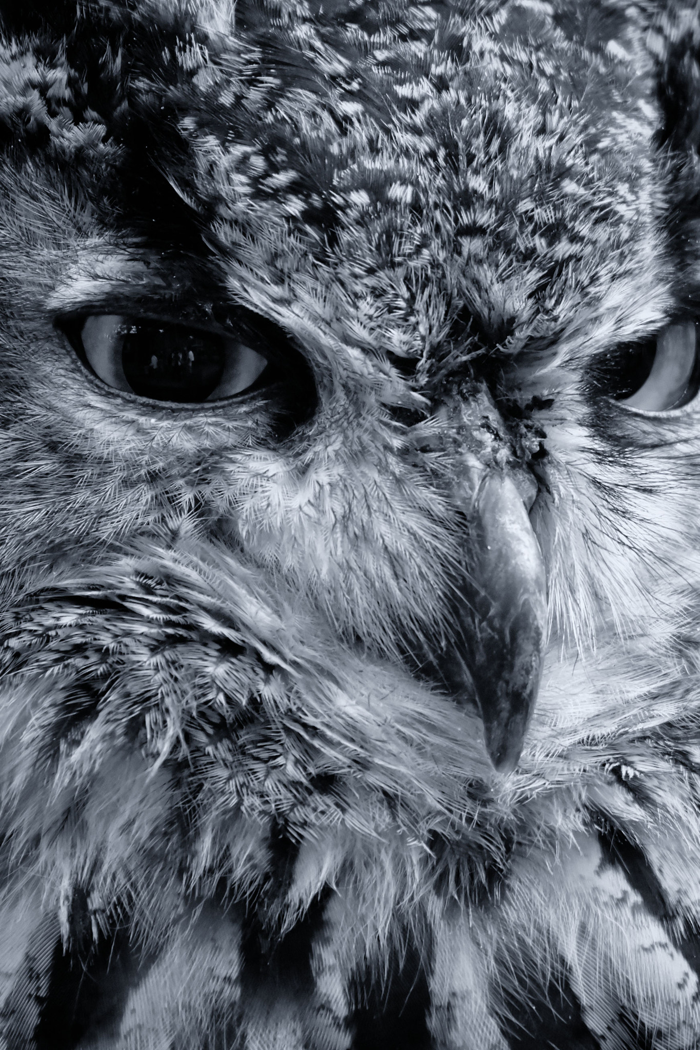 Nikon 1 V3 sample photo. Poker face photography