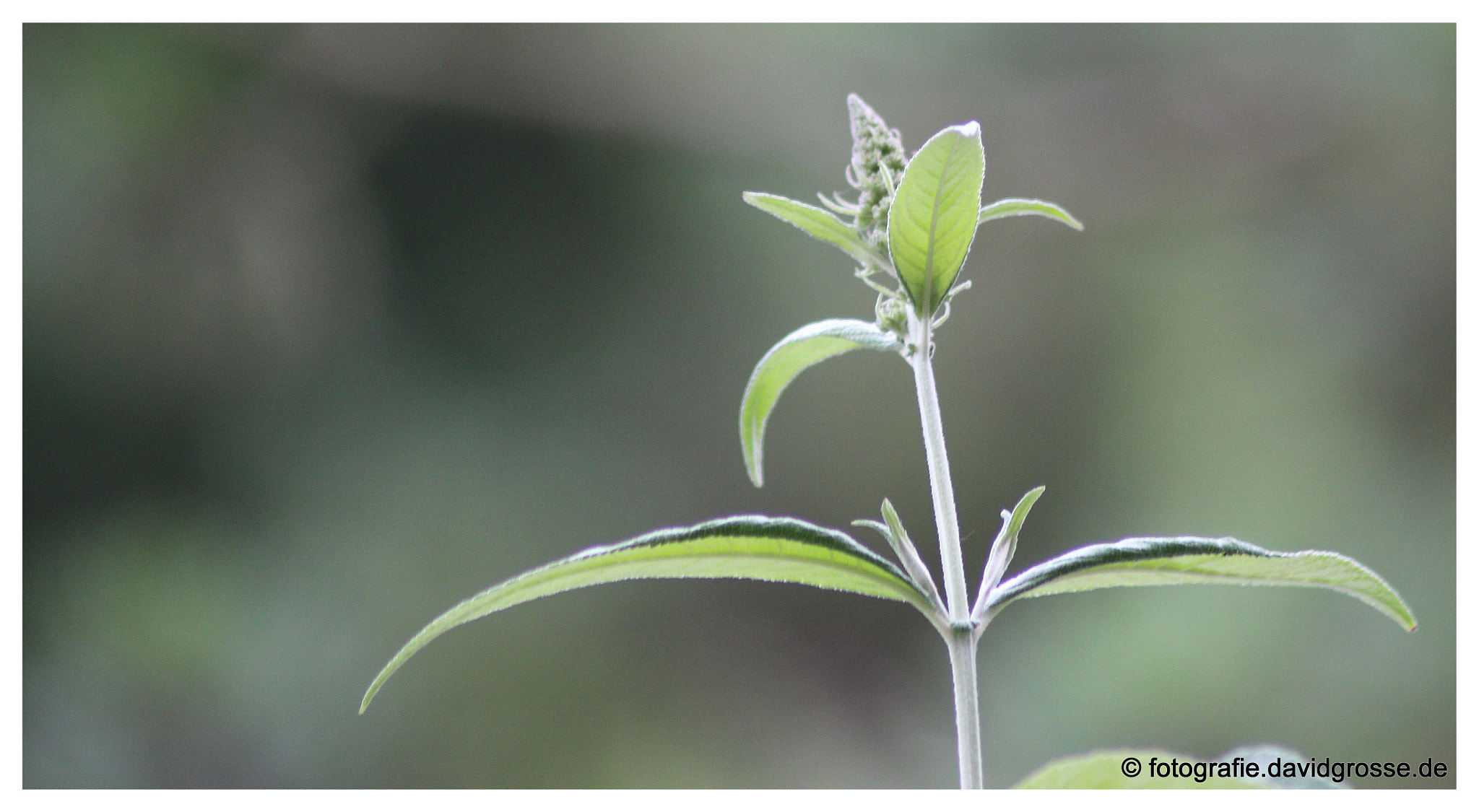 Canon EOS 700D (EOS Rebel T5i / EOS Kiss X7i) + Canon 70-300mm sample photo. Summer lilac photography