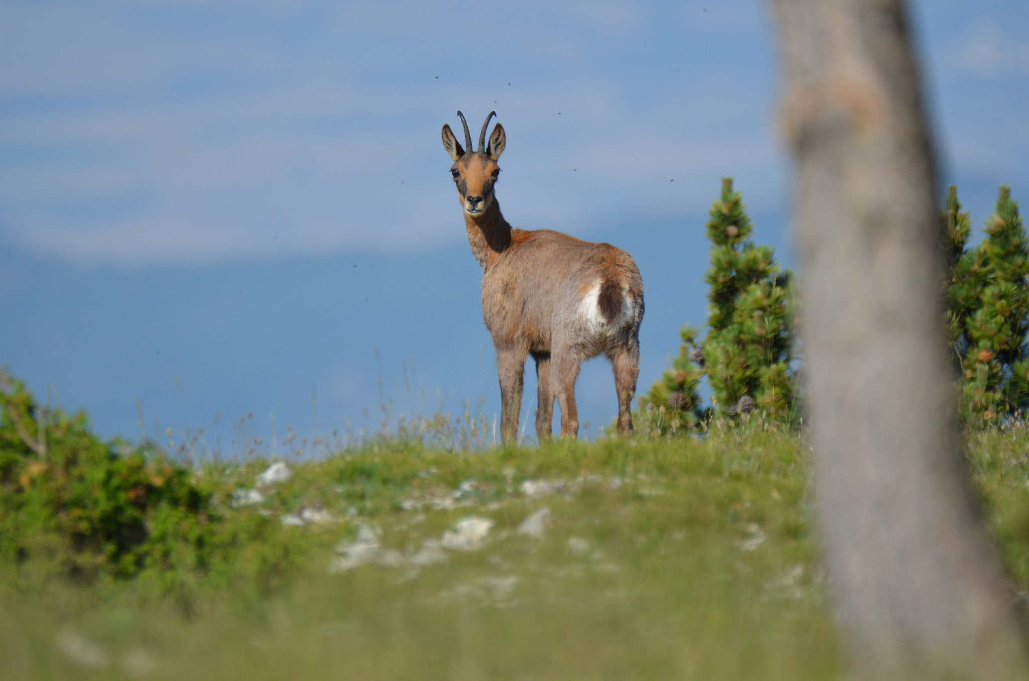 Nikon D5100 + Tamron SP 150-600mm F5-6.3 Di VC USD sample photo. Isard sobre la garriga gran photography