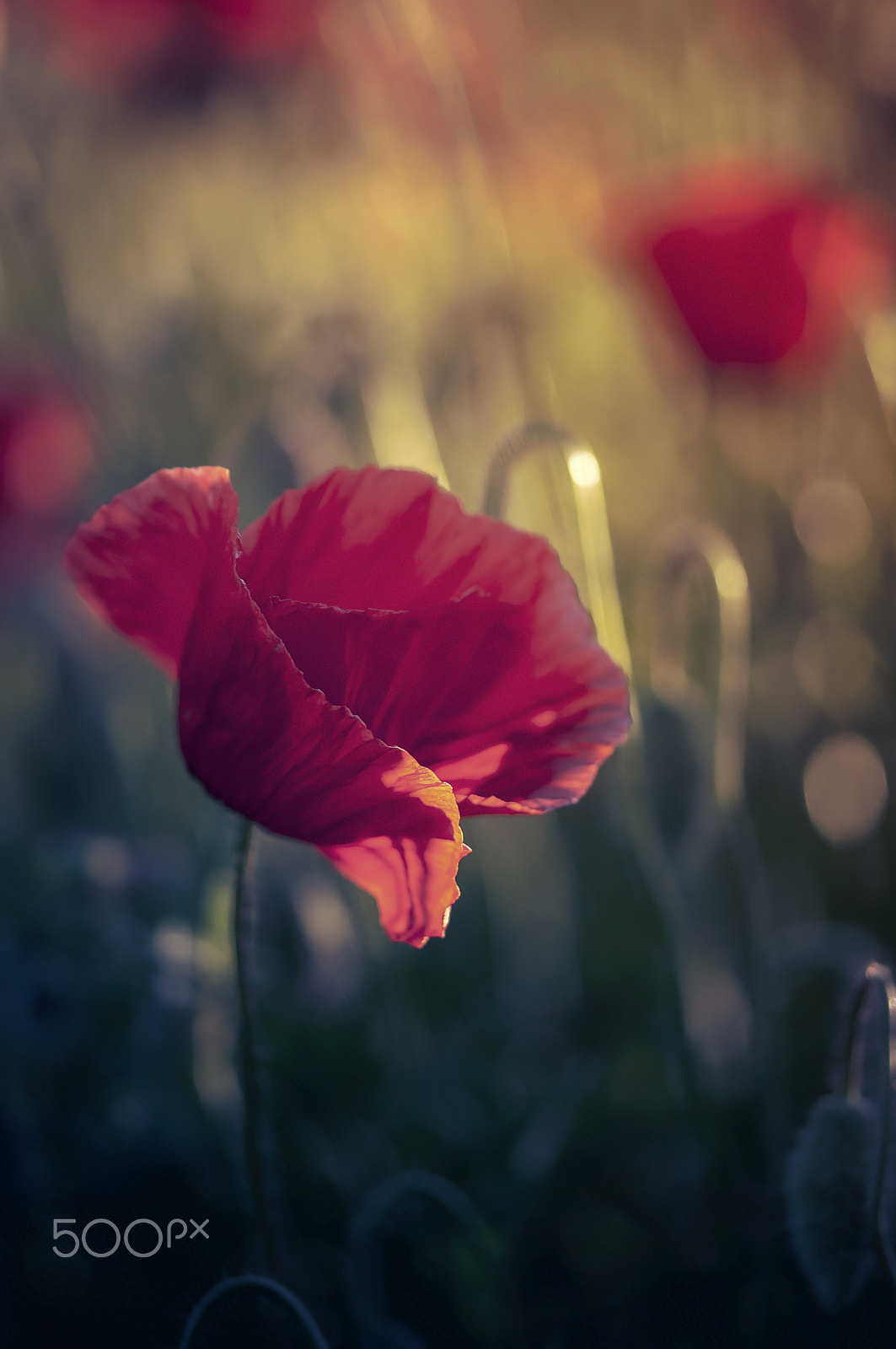 Sigma 105mm F2.8 EX DG OS HSM sample photo. Lonely,,, photography