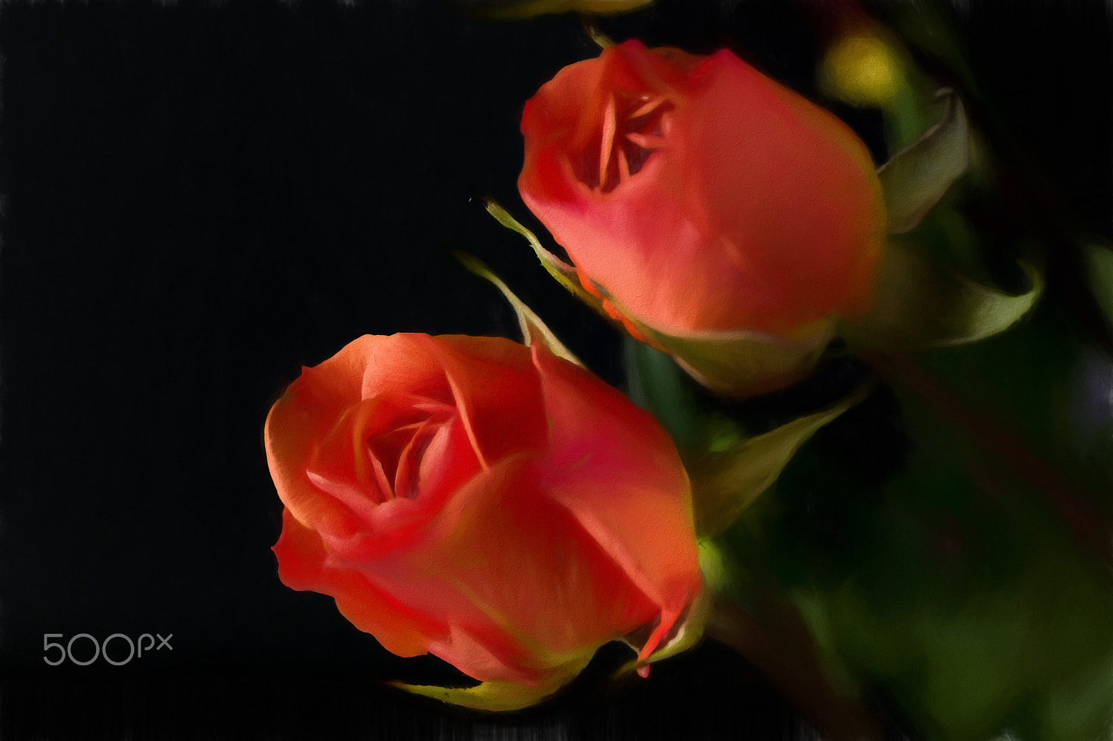 Hasselblad H4D-40 sample photo. Fresco roses photography