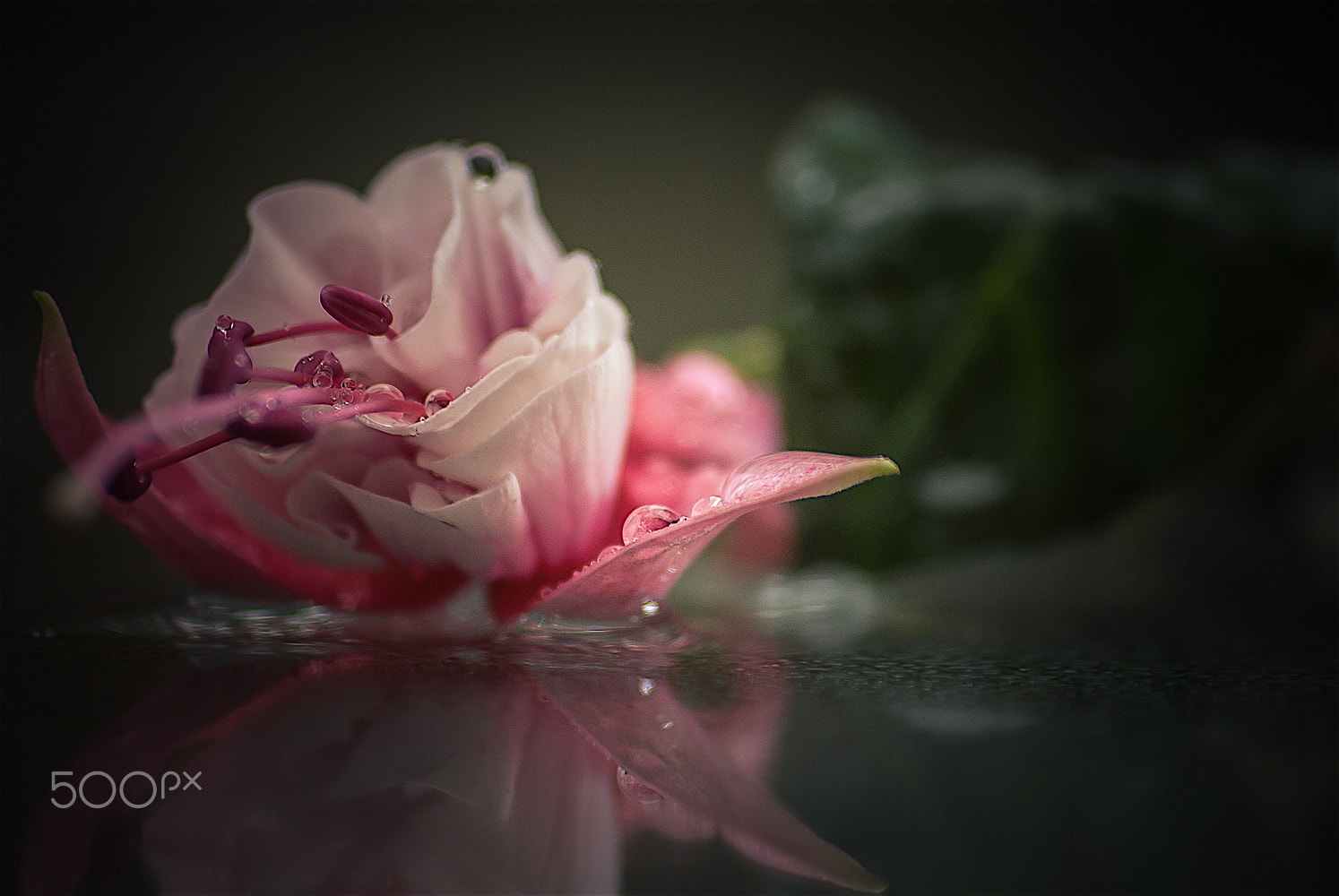 Sigma 70-300mm F4-5.6 APO DG Macro sample photo. Flower macro 9 photography