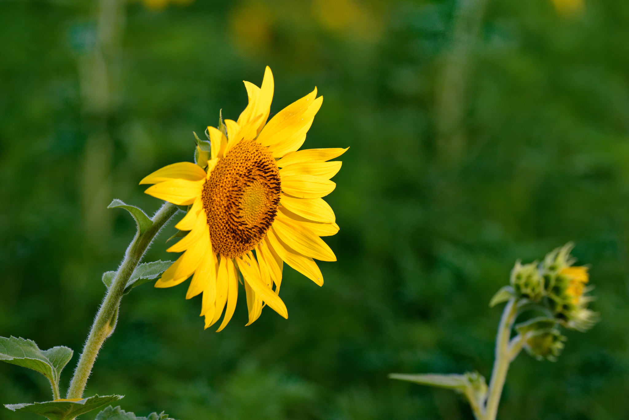 Nikon D800 + Nikon AF-S Nikkor 500mm F4G ED VR sample photo. Sunflower #26 photography