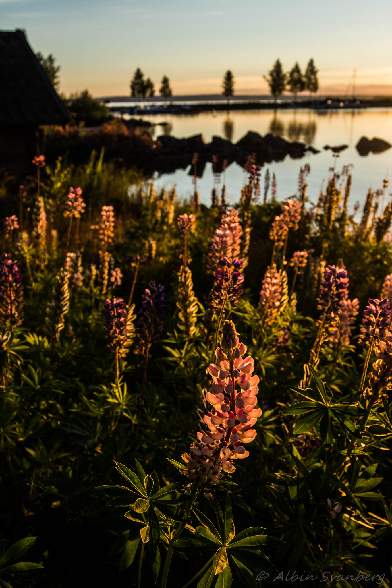 Nikon AF-S Nikkor 18-35mm F3.5-4.5G ED sample photo. Beautiful flower photography