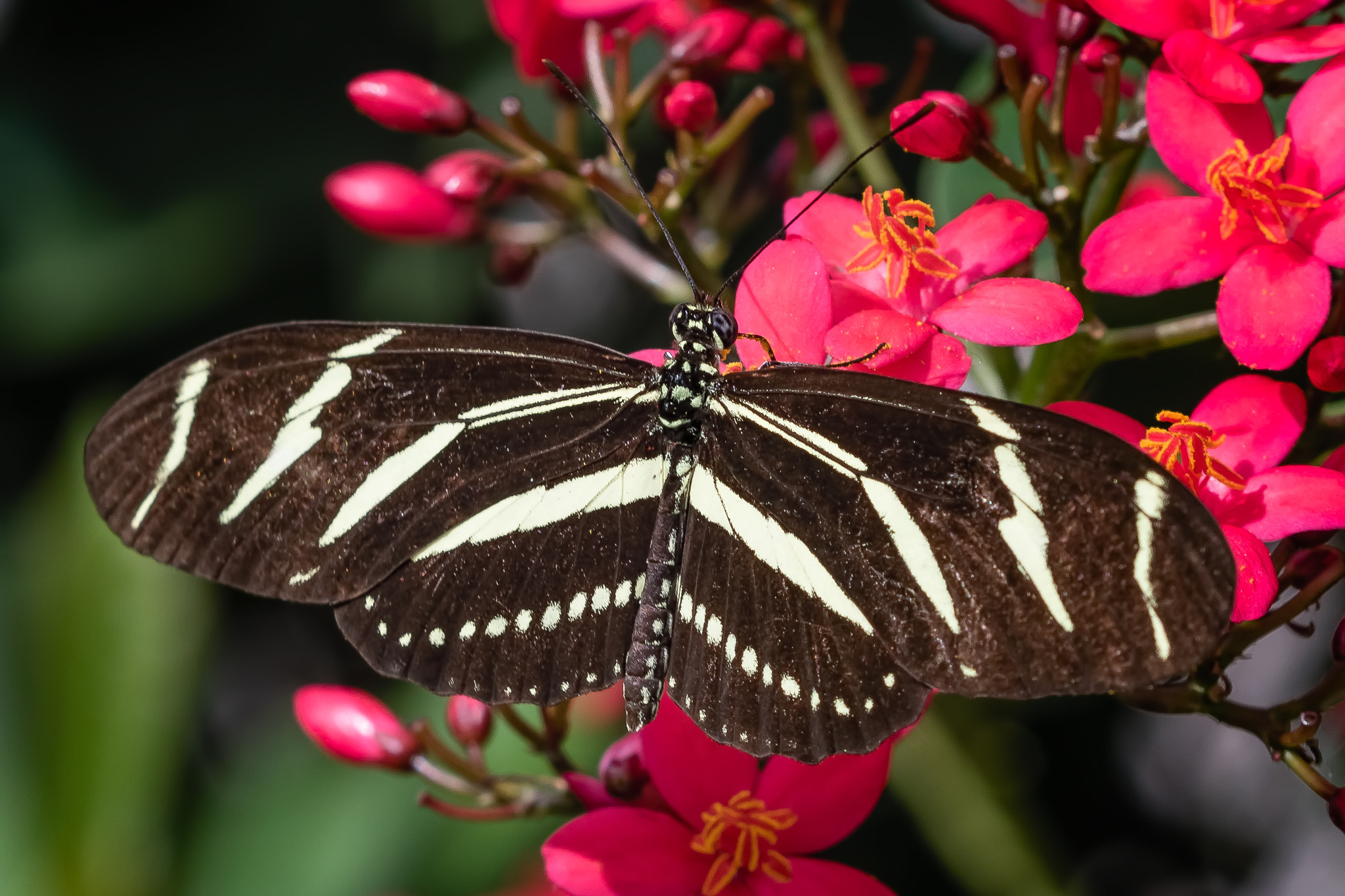 Canon EF 100mm F2.8 Macro USM sample photo. Zebra longwing photography