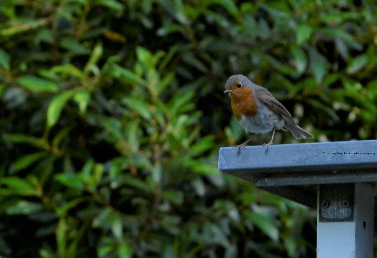 Sigma 120-400mm F4.5-5.6 DG OS HSM sample photo. Petirrojo (erithacus rubecula) photography
