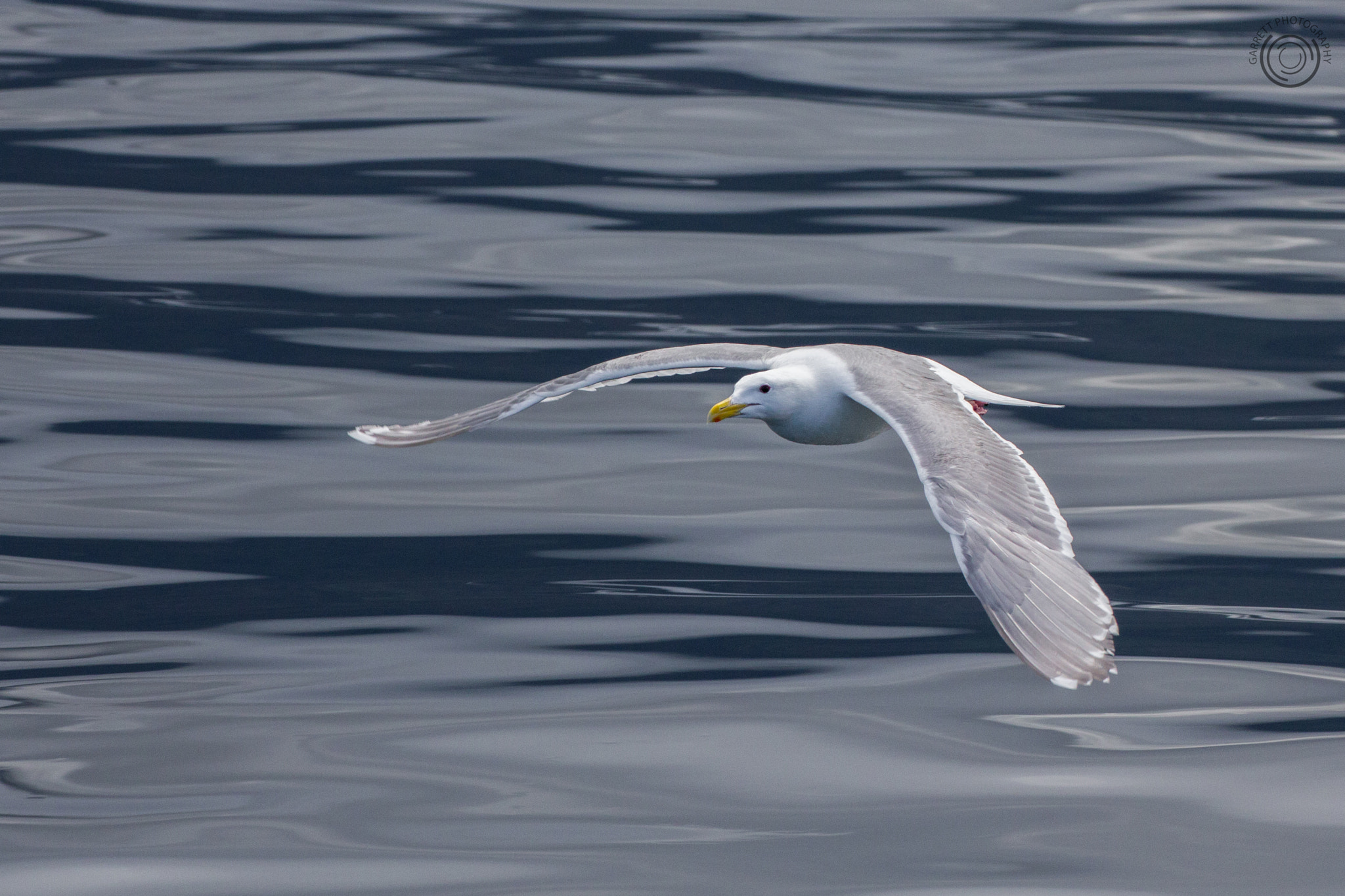 Tamron SP 35mm F1.8 Di VC USD sample photo. Soaring photography