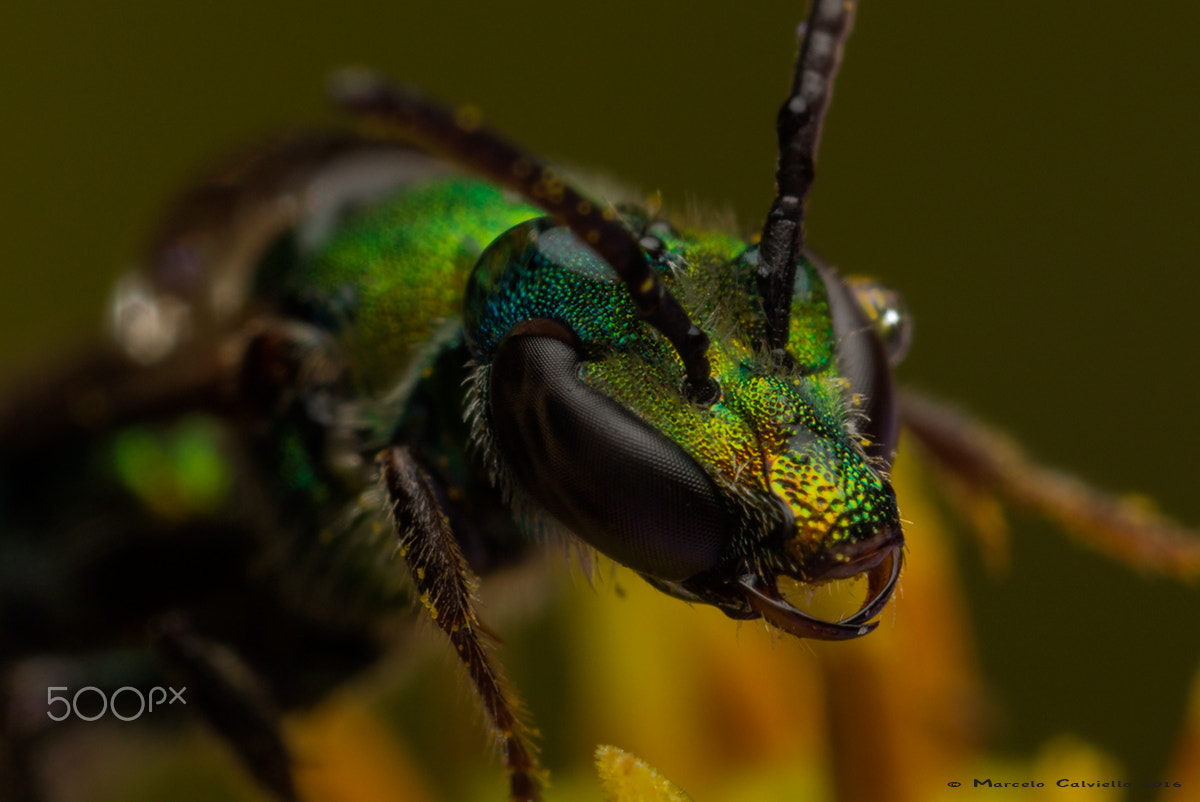 Canon MP-E 65mm F2.5 1-5x Macro Photo sample photo. Avispita verde (halictidae) photography