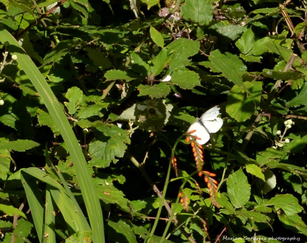 Sigma 120-400mm F4.5-5.6 DG OS HSM sample photo. Cazando mariposas photography