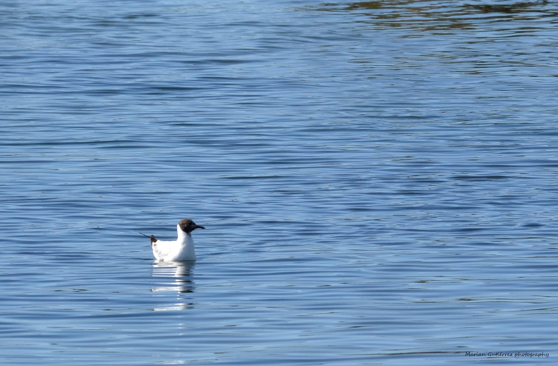 Sigma 120-400mm F4.5-5.6 DG OS HSM sample photo. Gaviota reidora (chroicocephalus ridibundus) photography