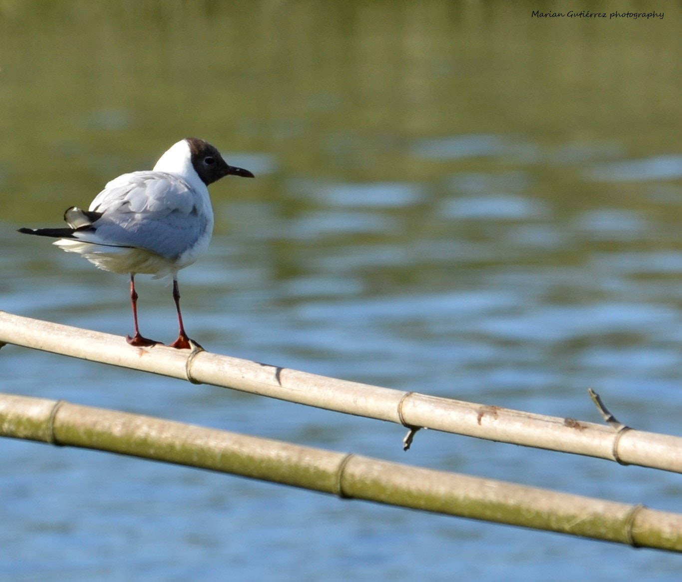 Sigma 120-400mm F4.5-5.6 DG OS HSM sample photo. Gaviota reidora (chroicocephalus ridibundus) photography