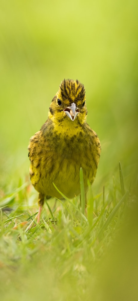 Nikon D810 + Nikon AF-S Nikkor 300mm F4D ED-IF sample photo. Yellowhammer....with attitude photography