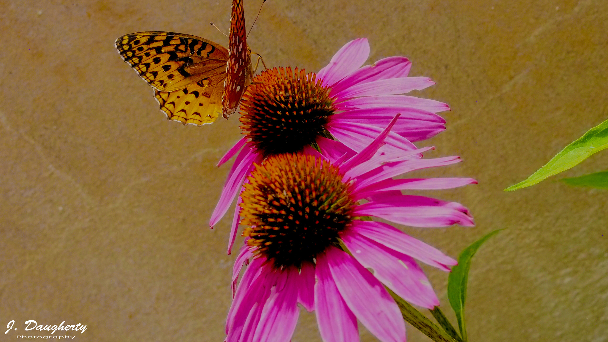 Olympus PEN E-PM2 sample photo. Cone flowers photography