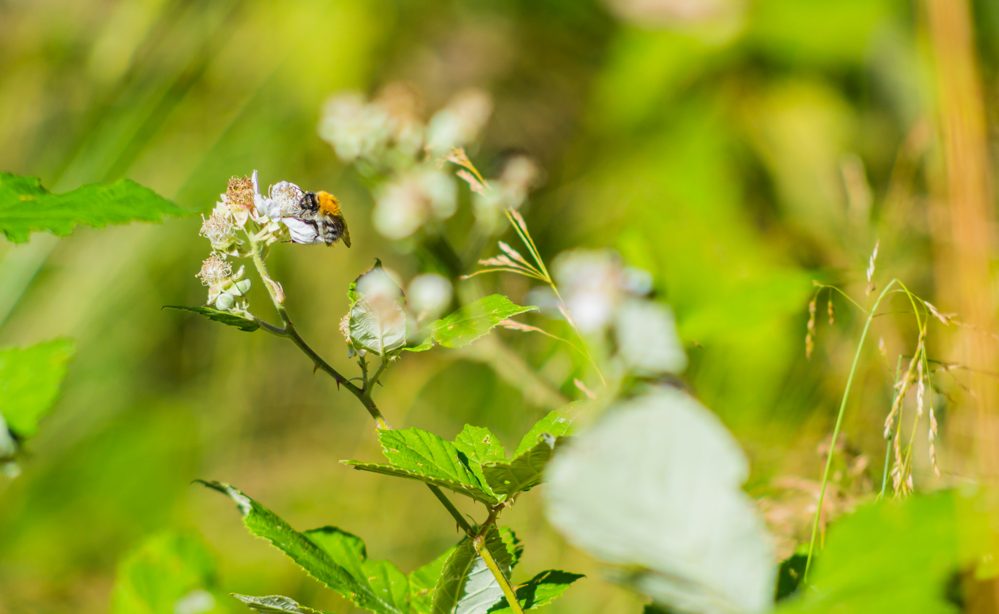 Nikon D3200 + AF Nikkor 70-210mm f/4-5.6 sample photo