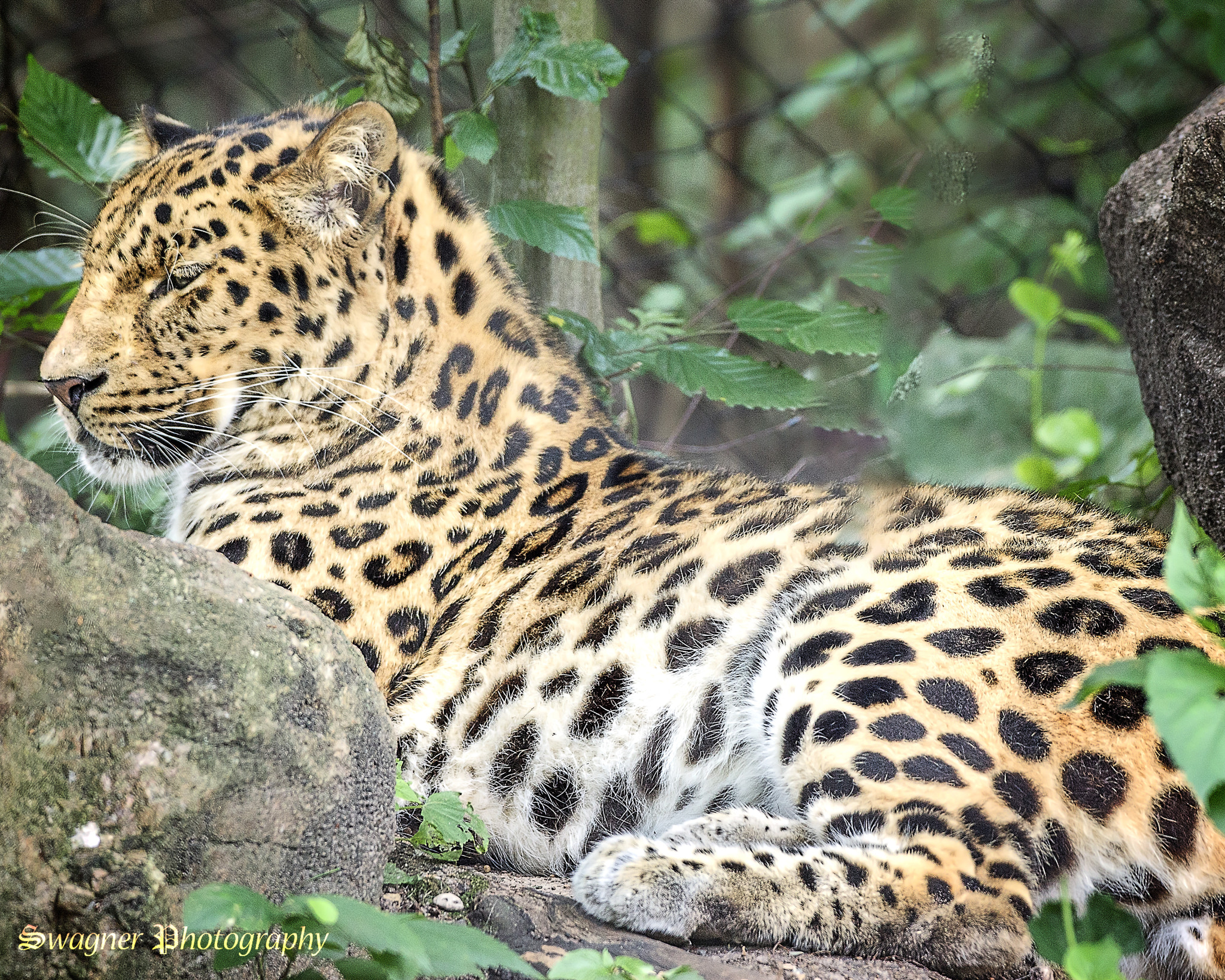 150-600mm F5-6.3 DG OS HSM | Contemporary 015 sample photo. Resting lepard photography