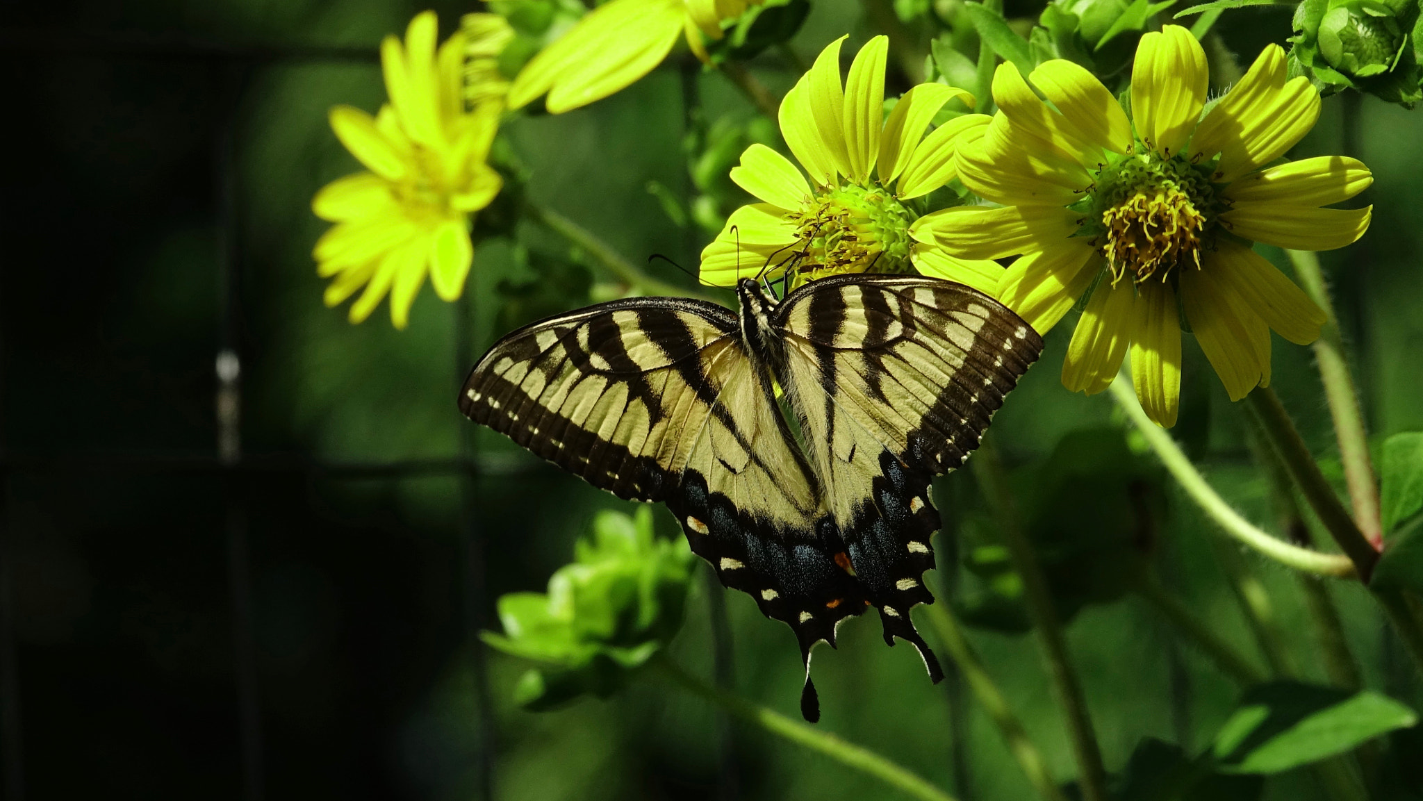 Sony 24-600mm F2.4-4.0 sample photo. Tiger striped butterfly 2 photography