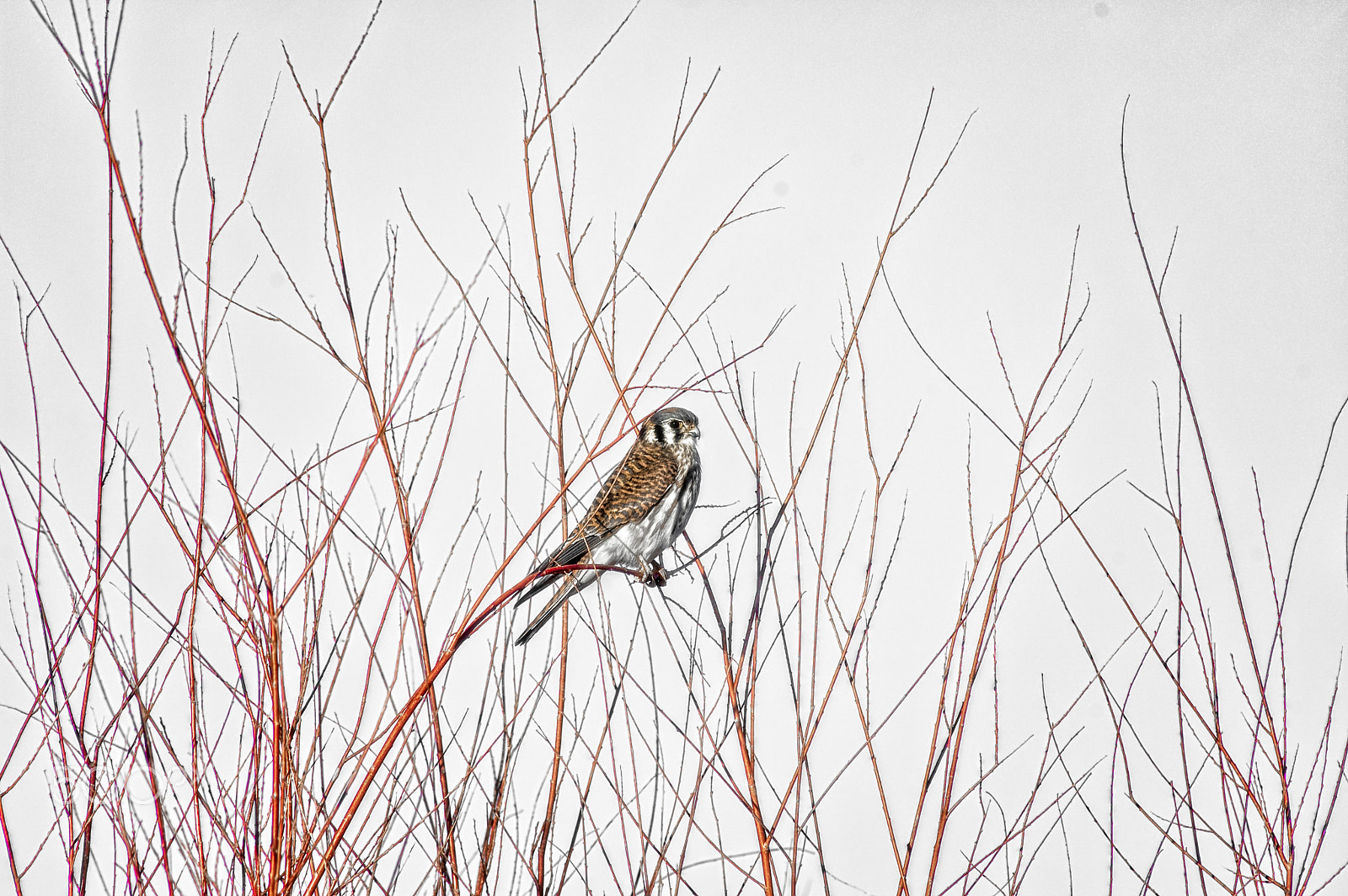 Nikon D70s sample photo. An intruder's view photography