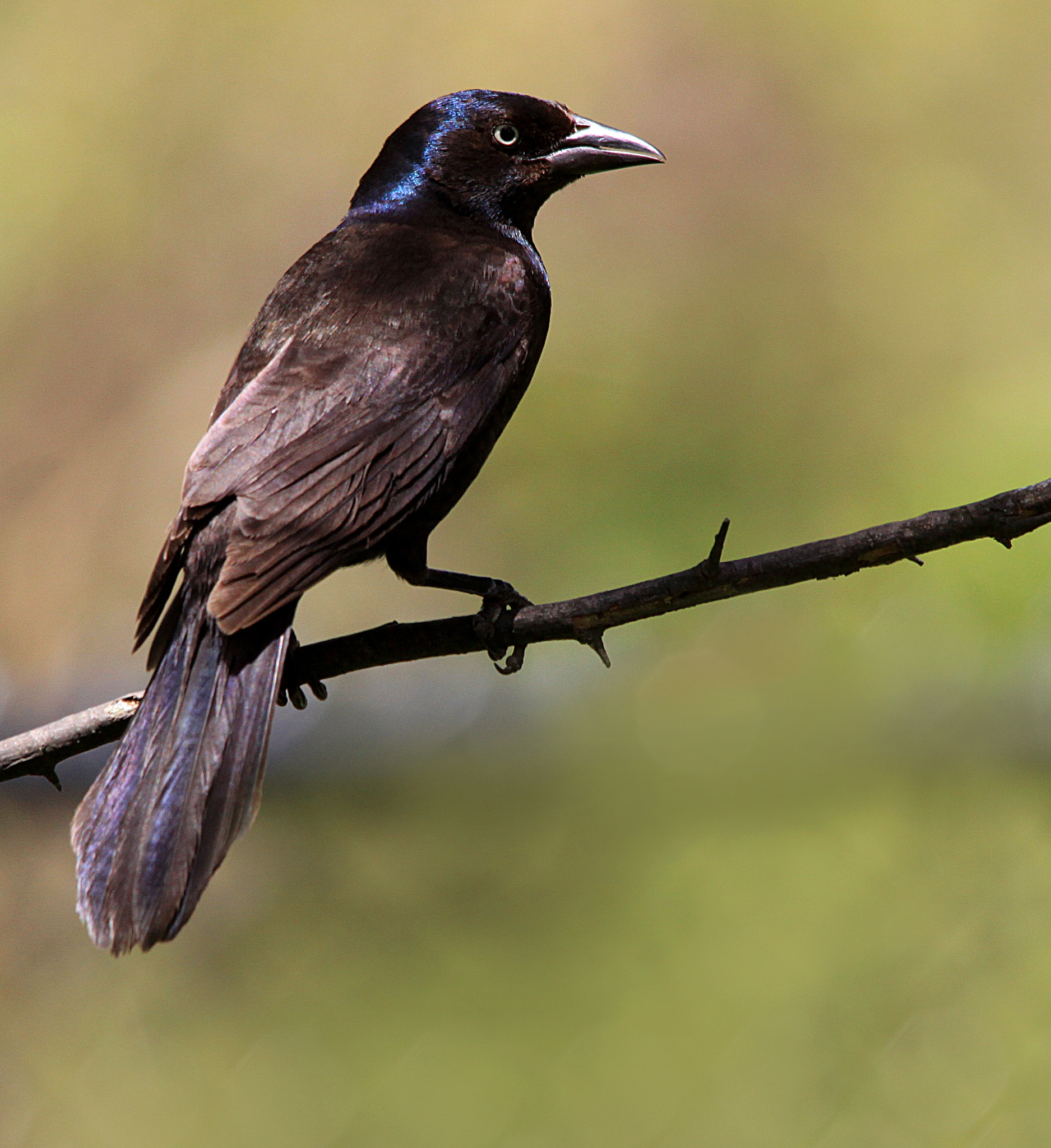 Sigma 150-500mm F5-6.3 DG OS HSM sample photo. Grackle photography