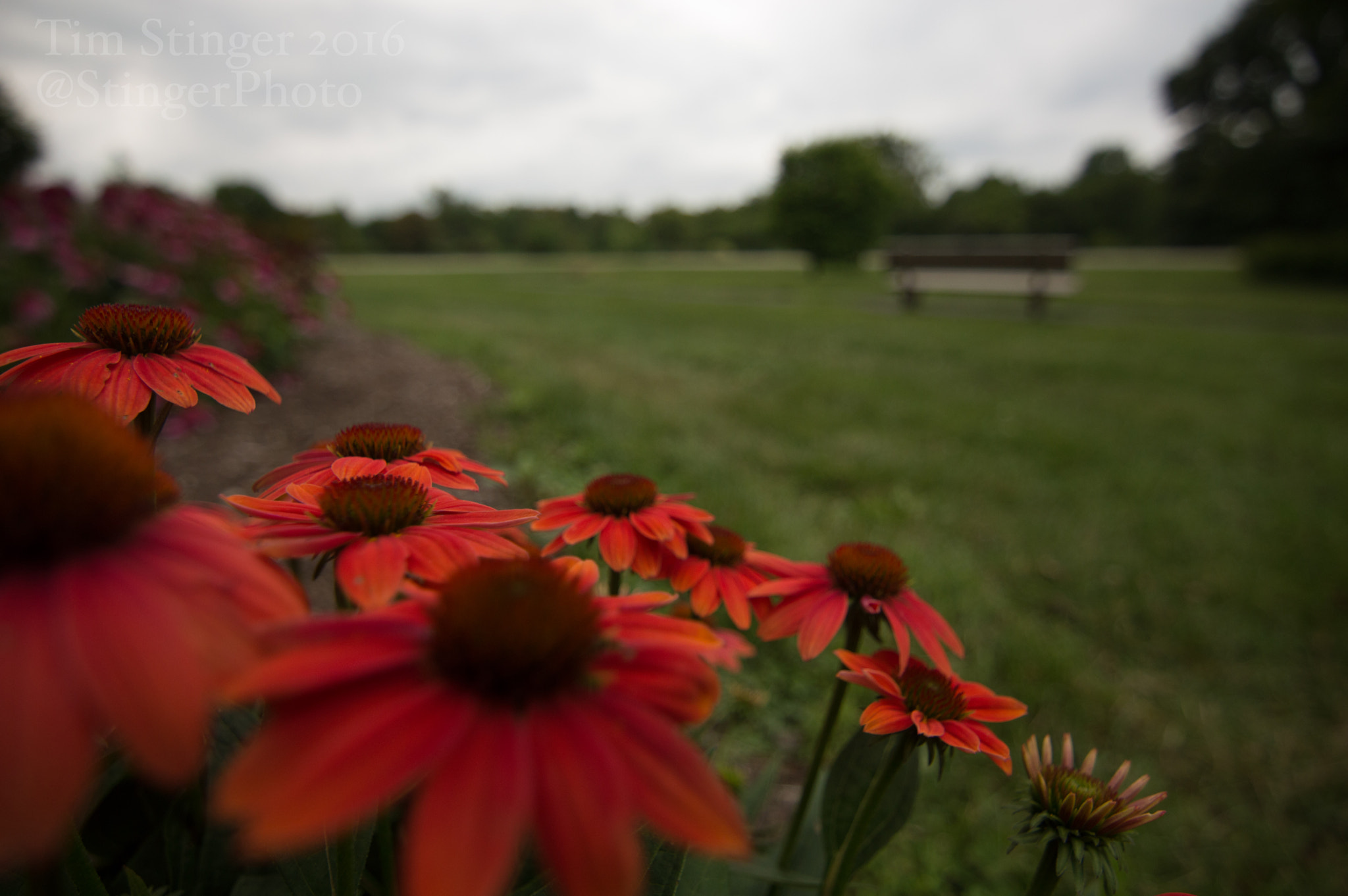 Nikon D3200 + Tokina AT-X 11-20 F2.8 PRO DX (AF 11-20mm f/2.8) sample photo. Hot coral purple coneflower sombrero photography