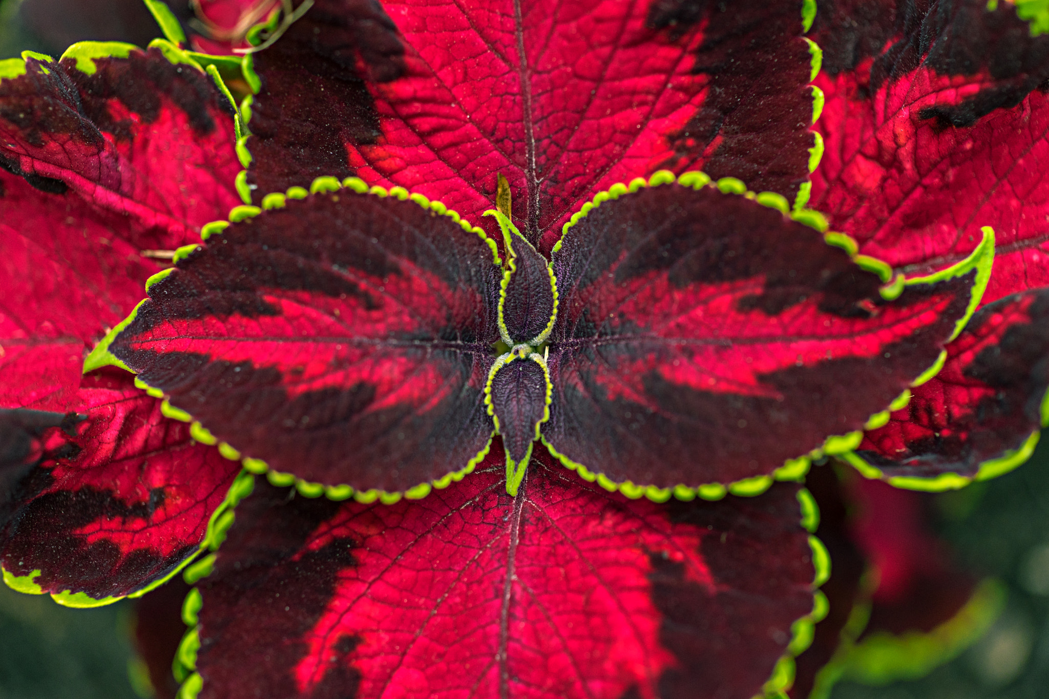 MACRO 50mm F2.8 sample photo. Cóleo rojo / coleus red photography