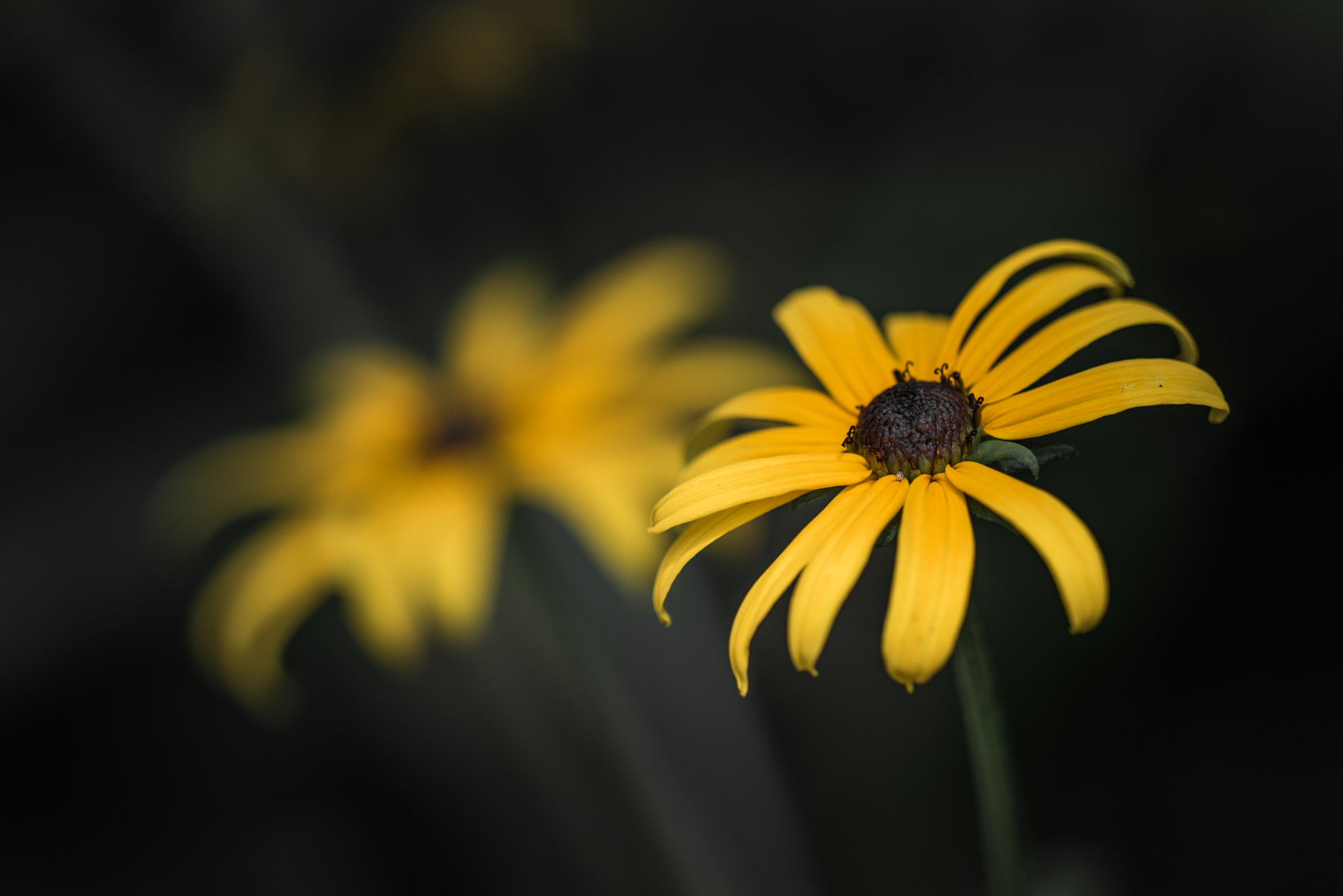 Sigma 150mm F2.8 EX DG Macro HSM sample photo. In focus photography
