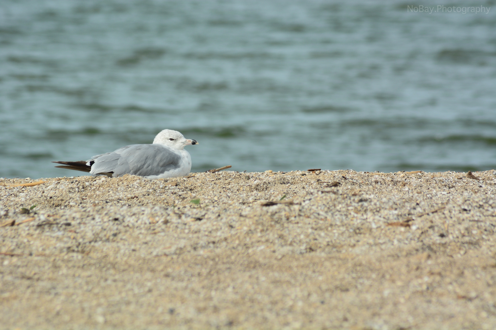Nikon AF Nikkor 70-300mm F4-5.6G sample photo. Relax photography