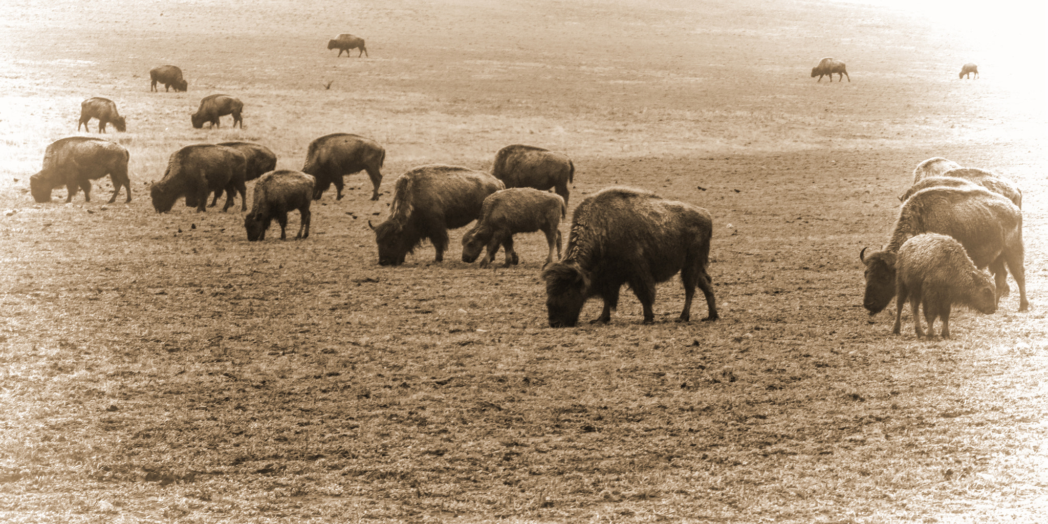 AF Zoom-Nikkor 28-70mm f/3.5-4.5 sample photo. Bison herd light vig photography