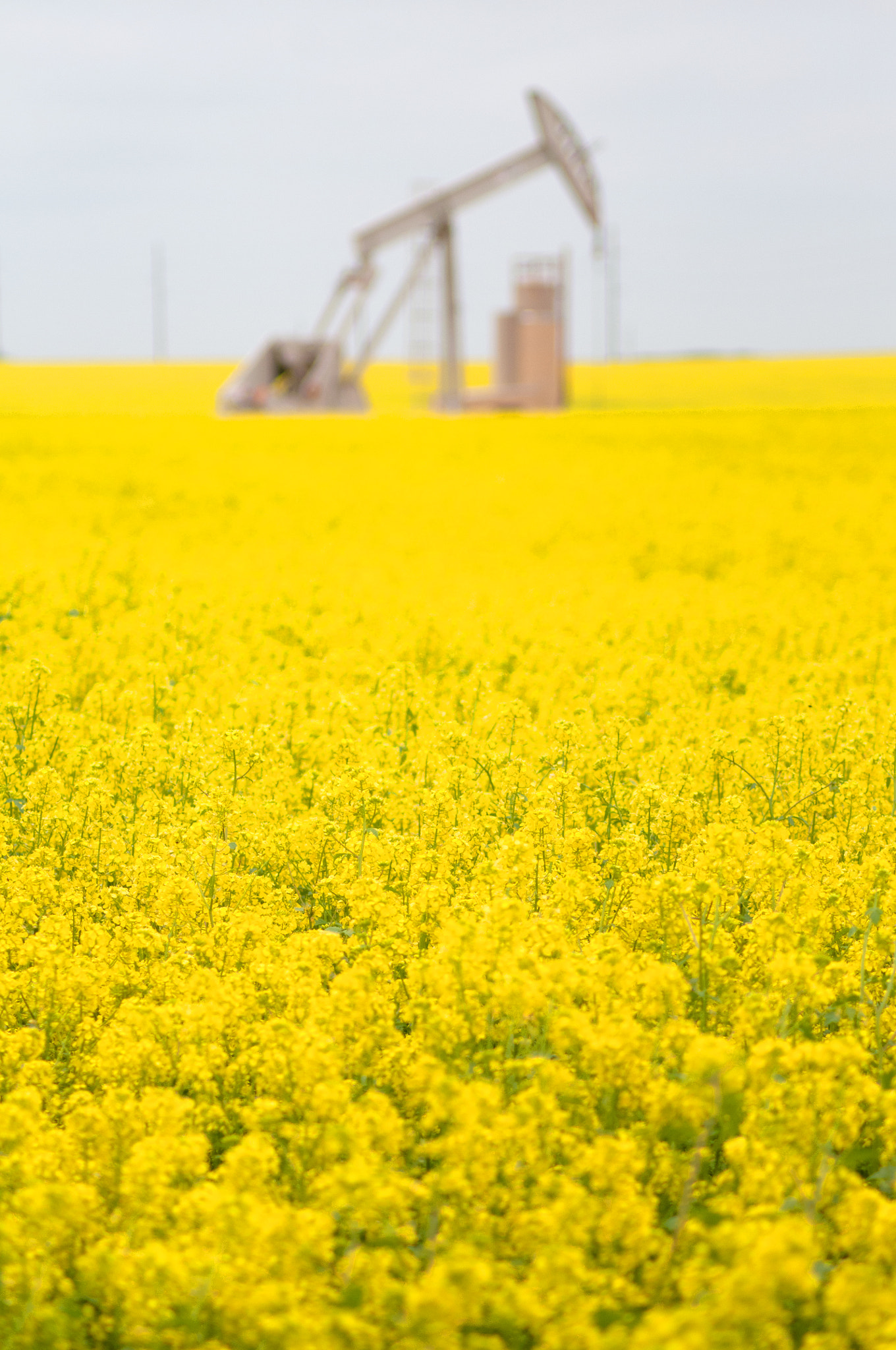 Nikon D300 + Sigma 50-150mm F2.8 EX APO DC HSM II + 1.4x sample photo. Canola field and oil well photography