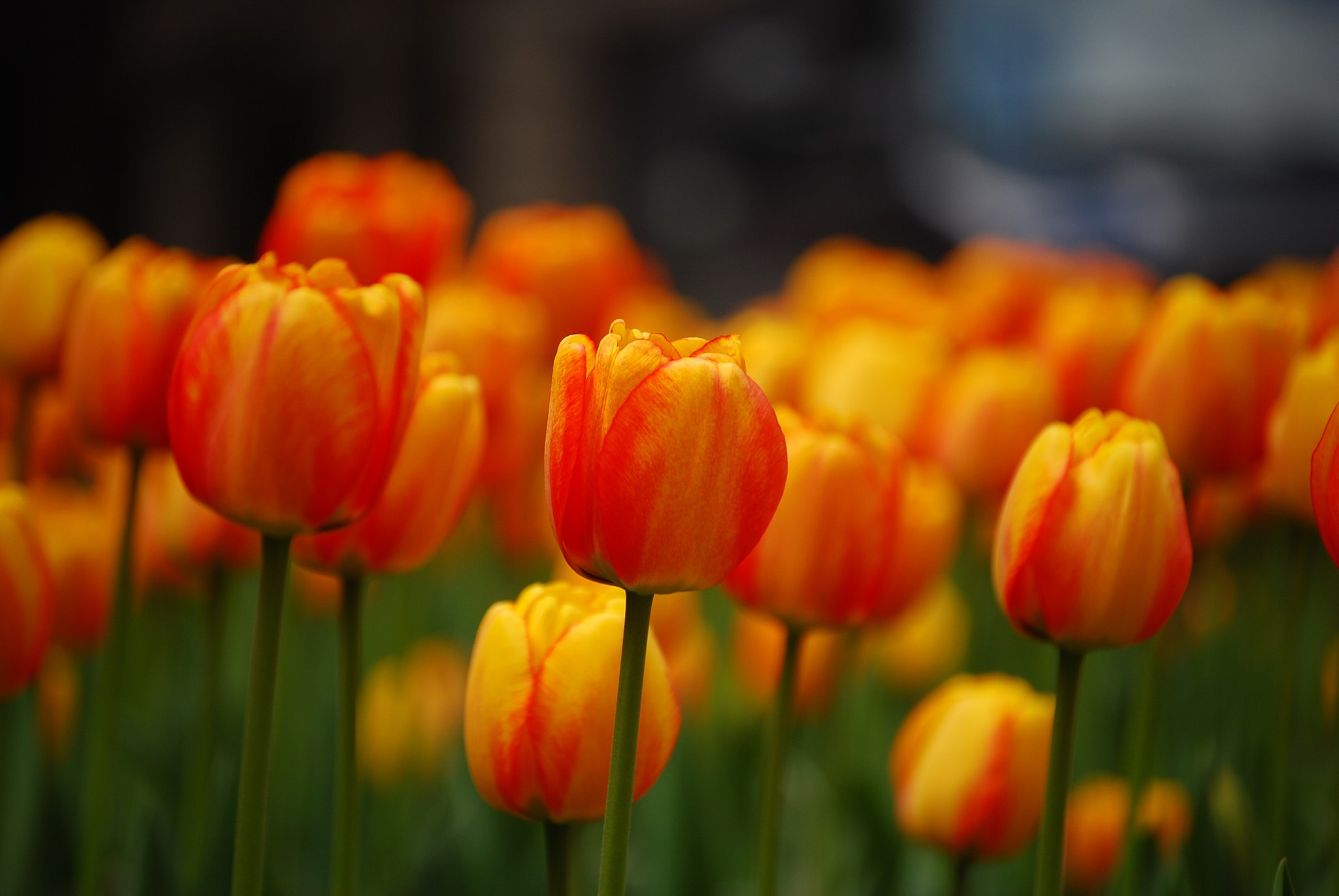 Nikon D80 sample photo. 1020175460005-523073515005-2130018005.jpg photography