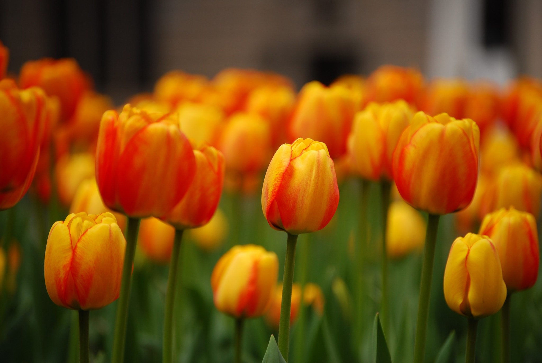 Nikon D80 sample photo. 1020175460005-523073517005-2130018005.jpg photography