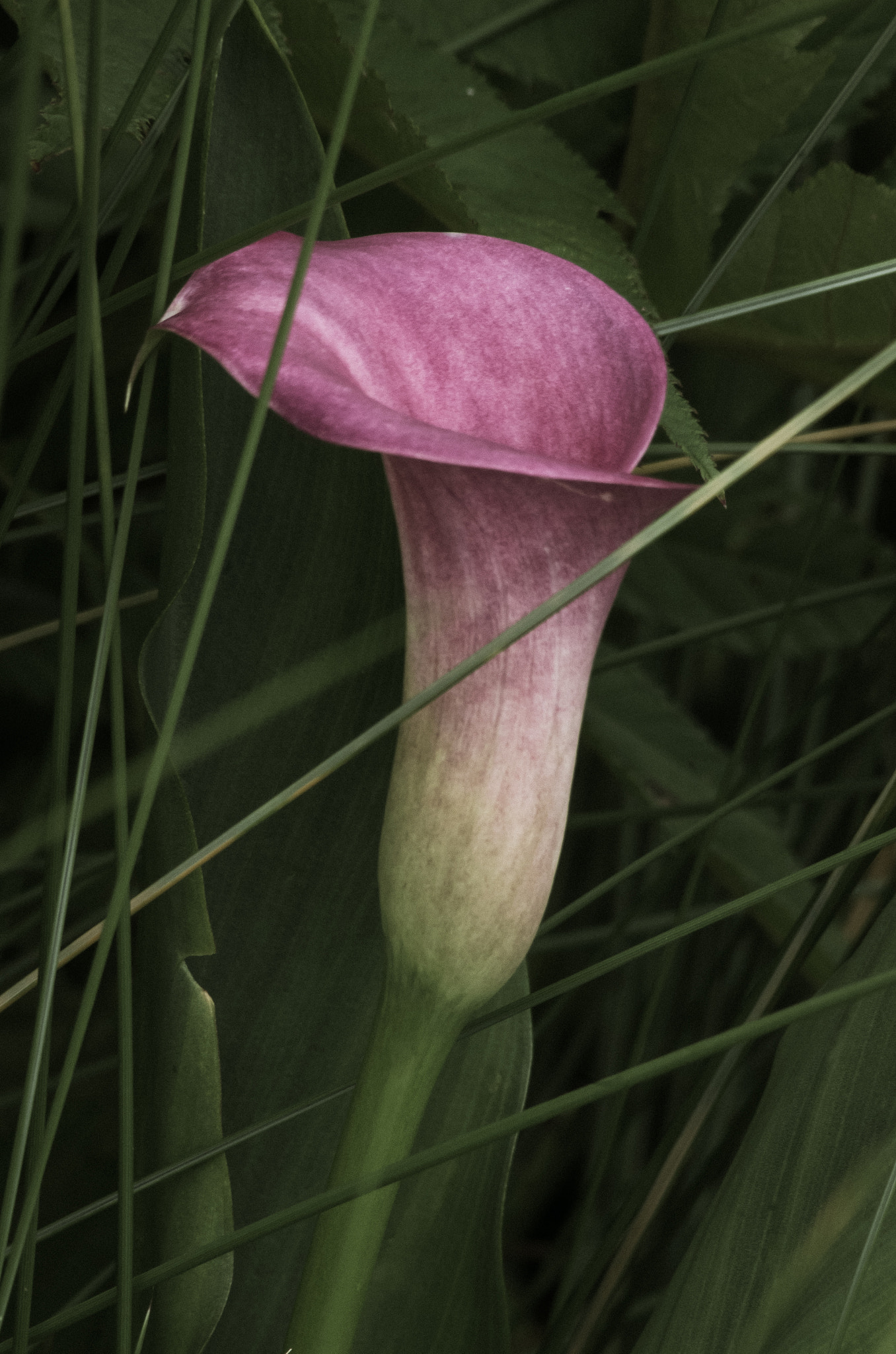 Pentax K-5 sample photo. Calla lily photography