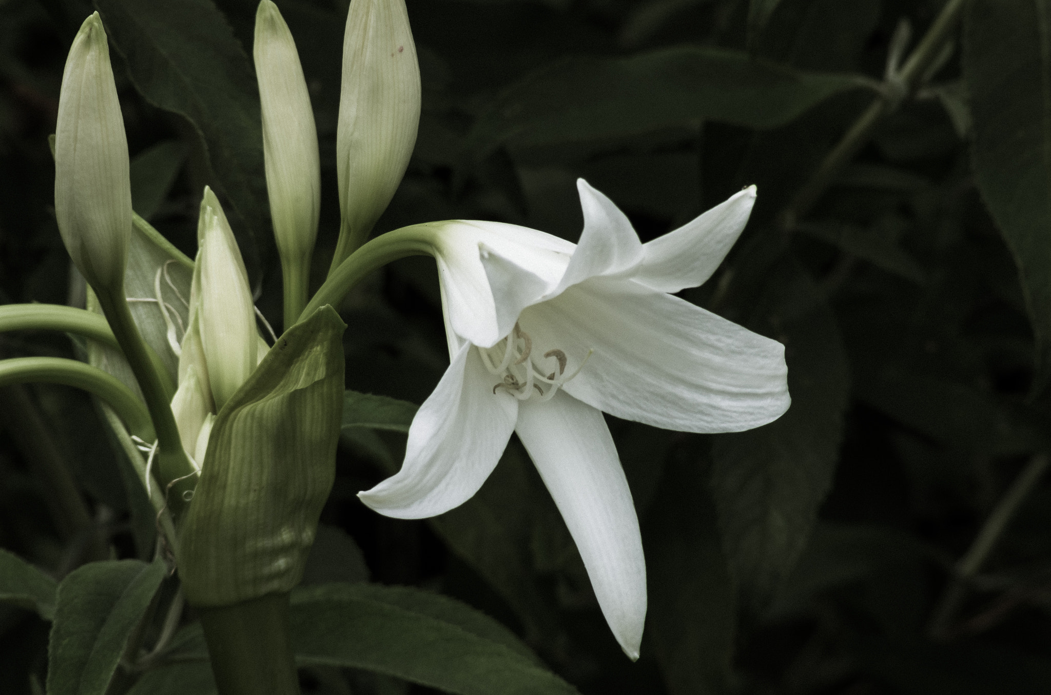 Pentax K-5 sample photo. Powell's cape lilly photography