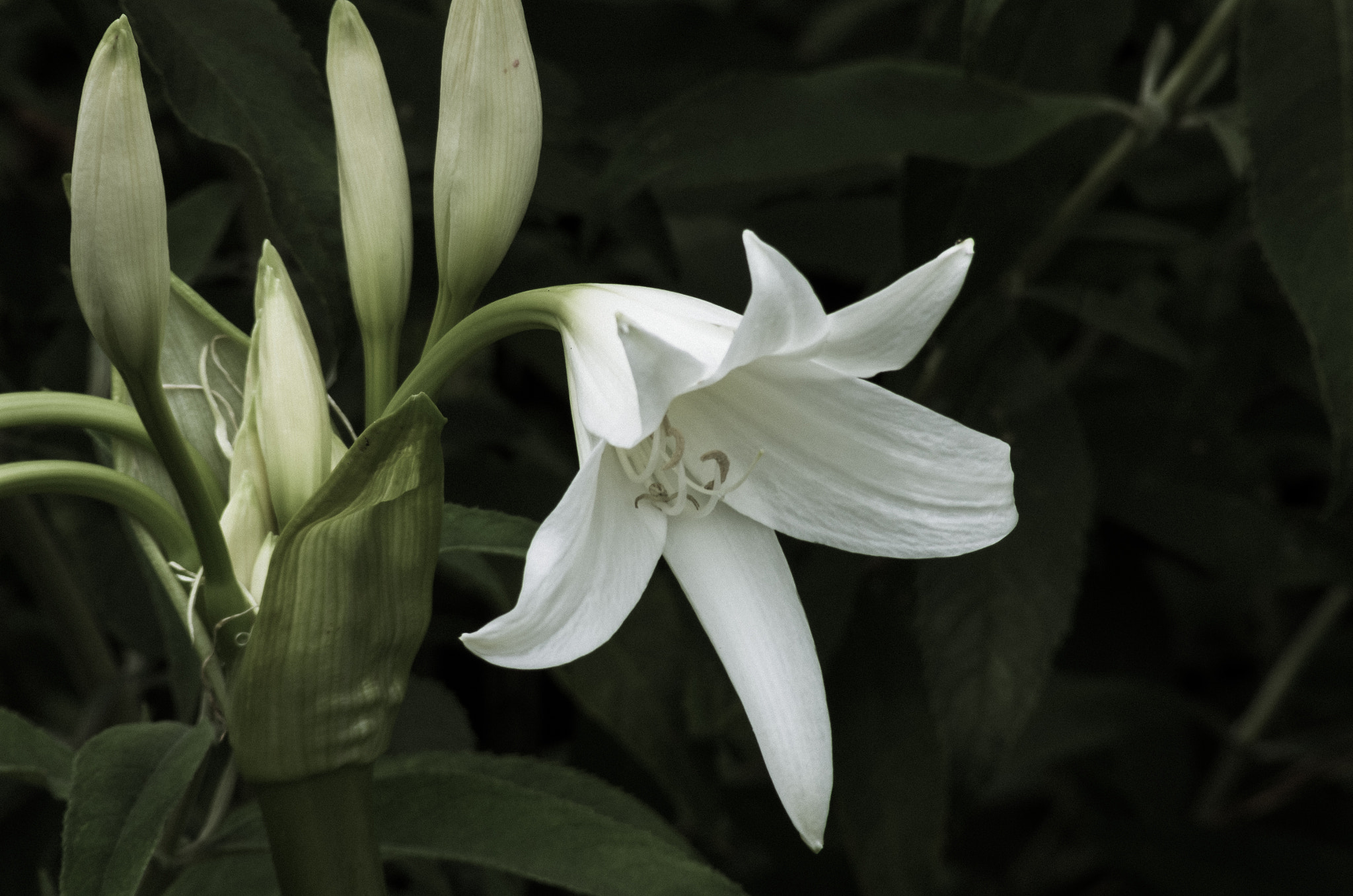 Pentax K-5 + Tamron AF 70-300mm F4-5.6 Di LD Macro sample photo. Powell's cape lilly photography