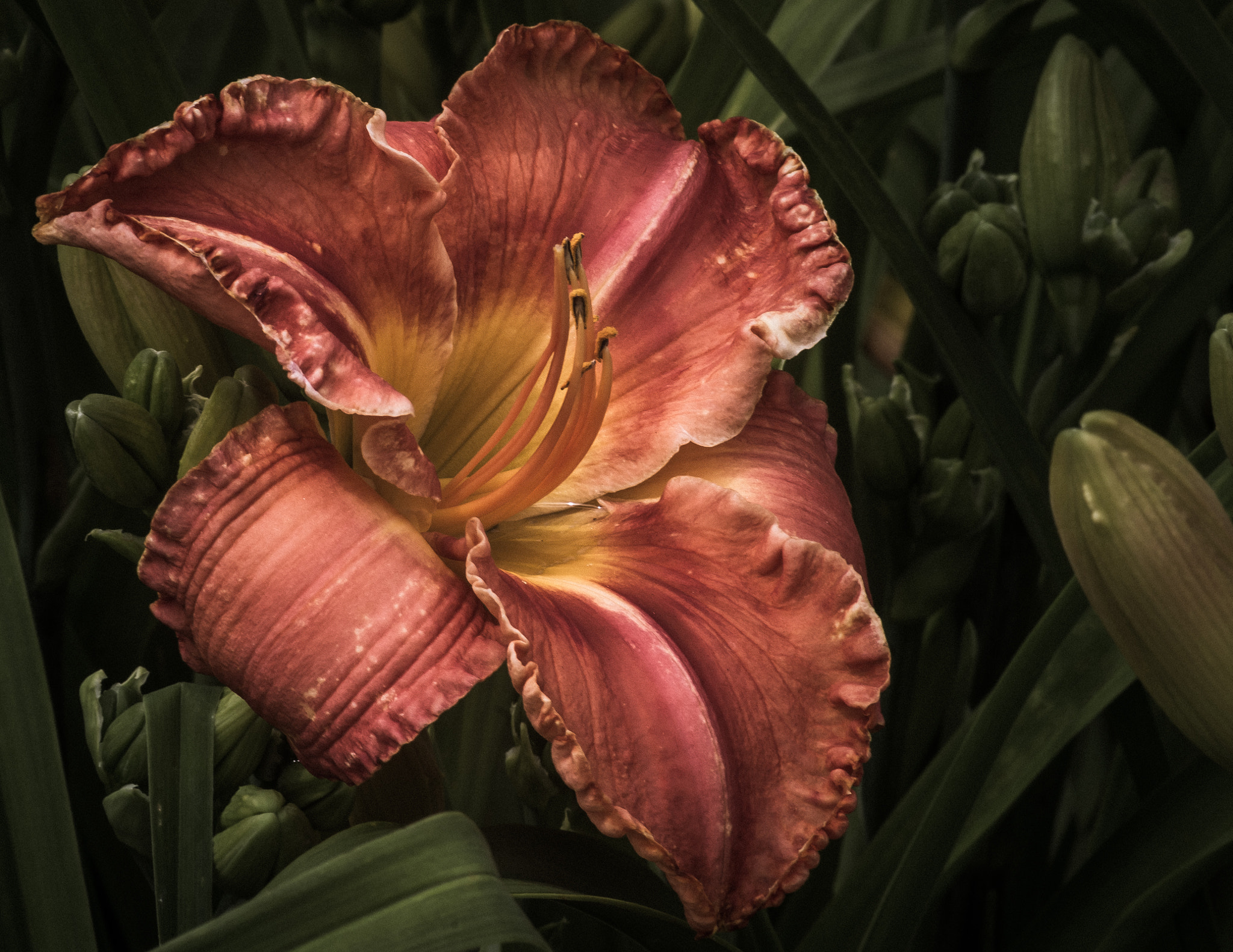 Pentax K-5 + Tamron AF 70-300mm F4-5.6 Di LD Macro sample photo. Dusty day lily photography