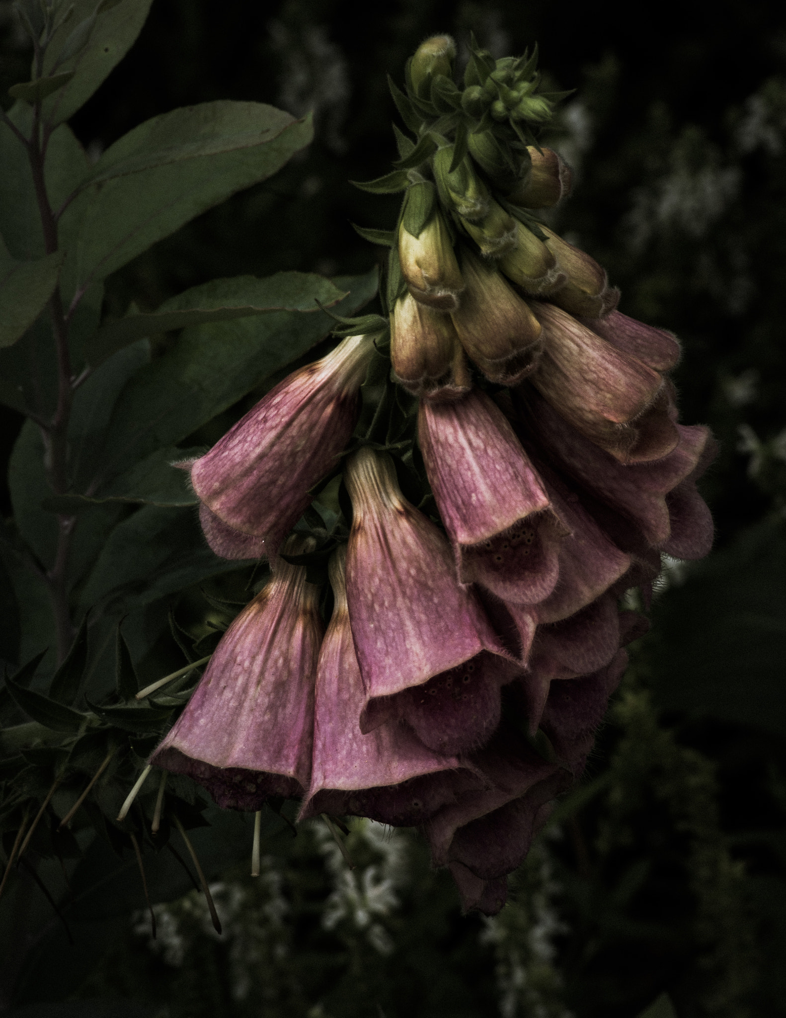 Tamron AF 70-300mm F4-5.6 Di LD Macro sample photo. Dusty zenobia photography