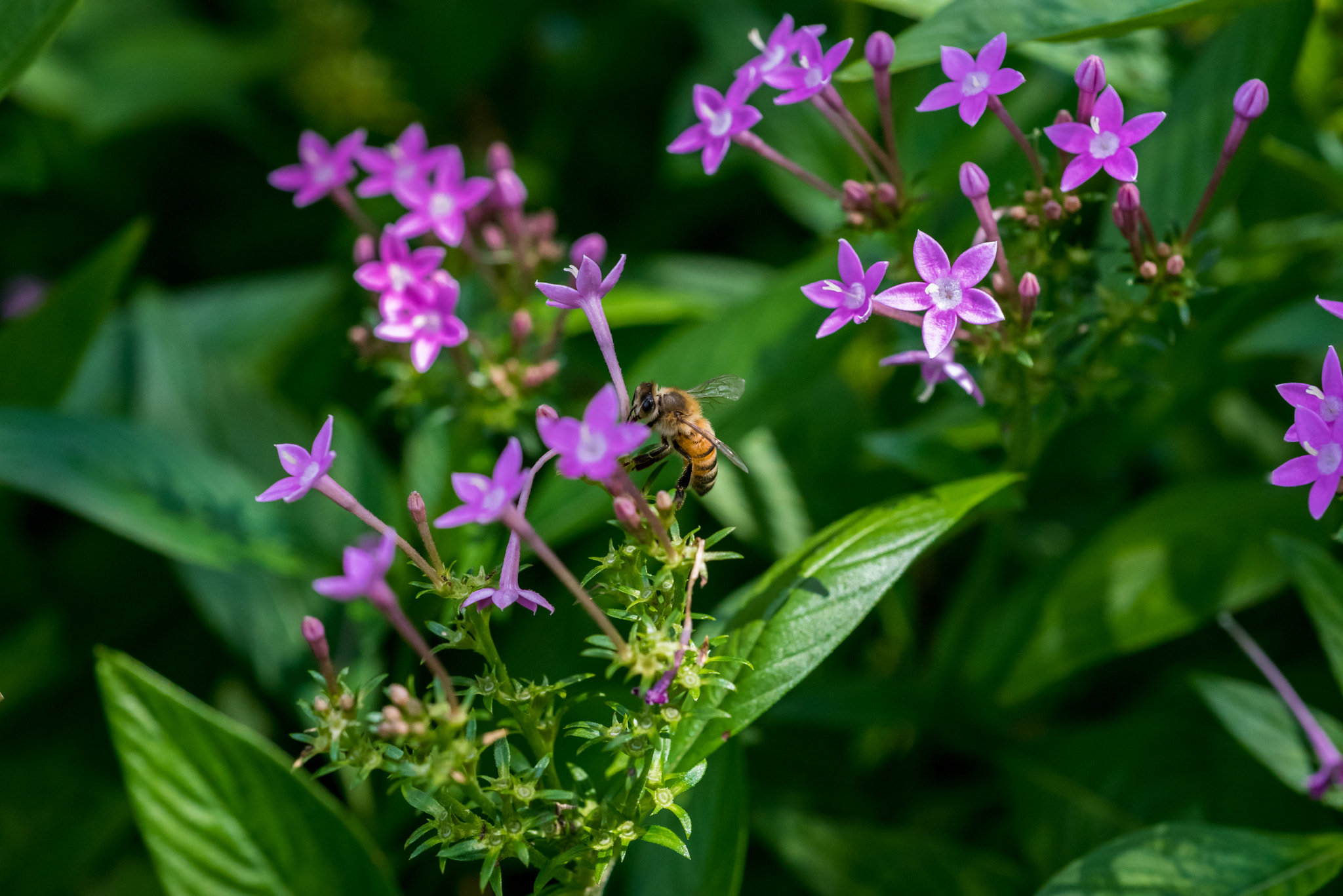 Nikon AF Micro-Nikkor 60mm F2.8D sample photo. Busy bee photography