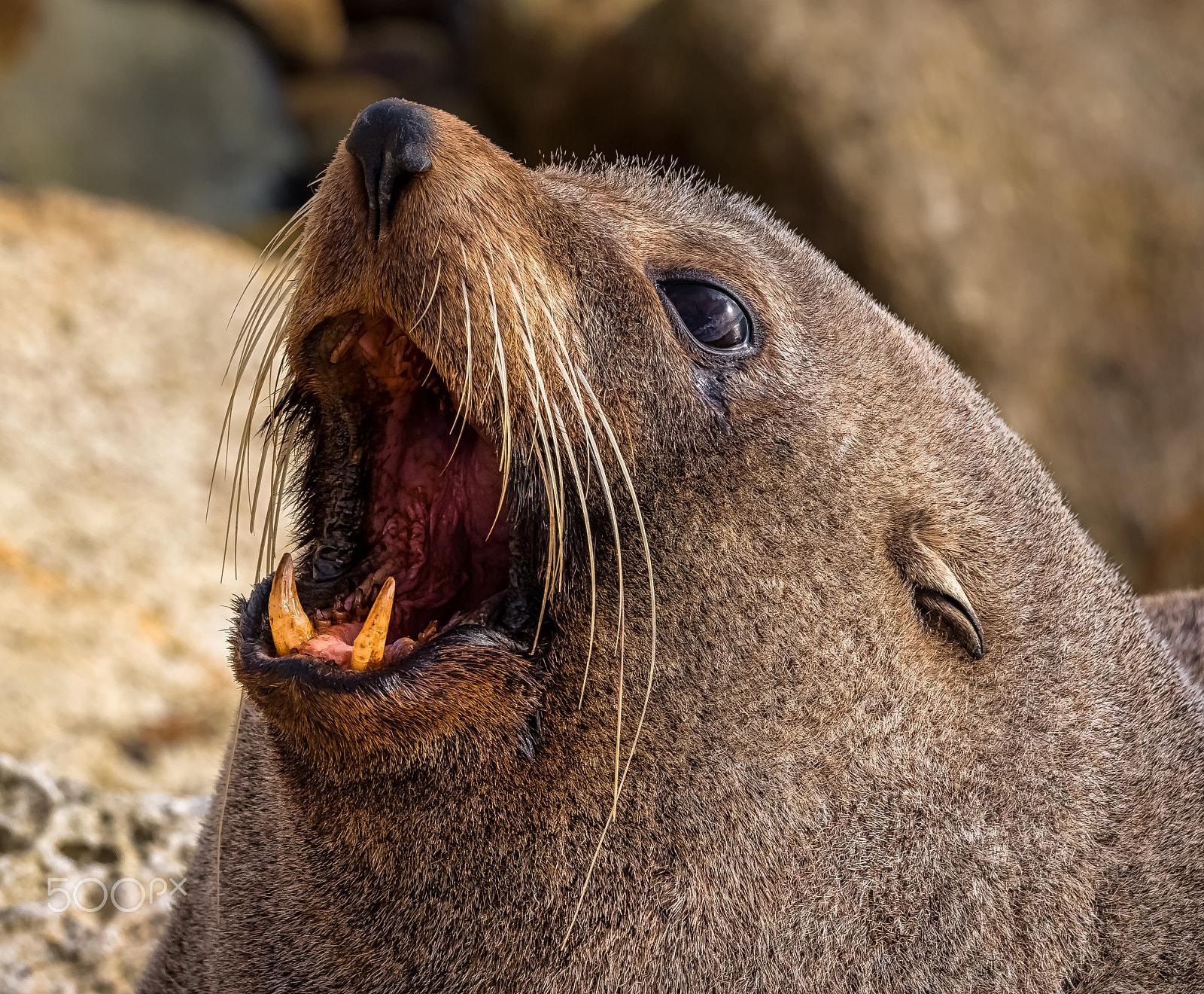 Panasonic Lumix DMC-GH4 + LEICA DG 100-400/F4.0-6.3 sample photo. Warning new zealand fur seal style photography