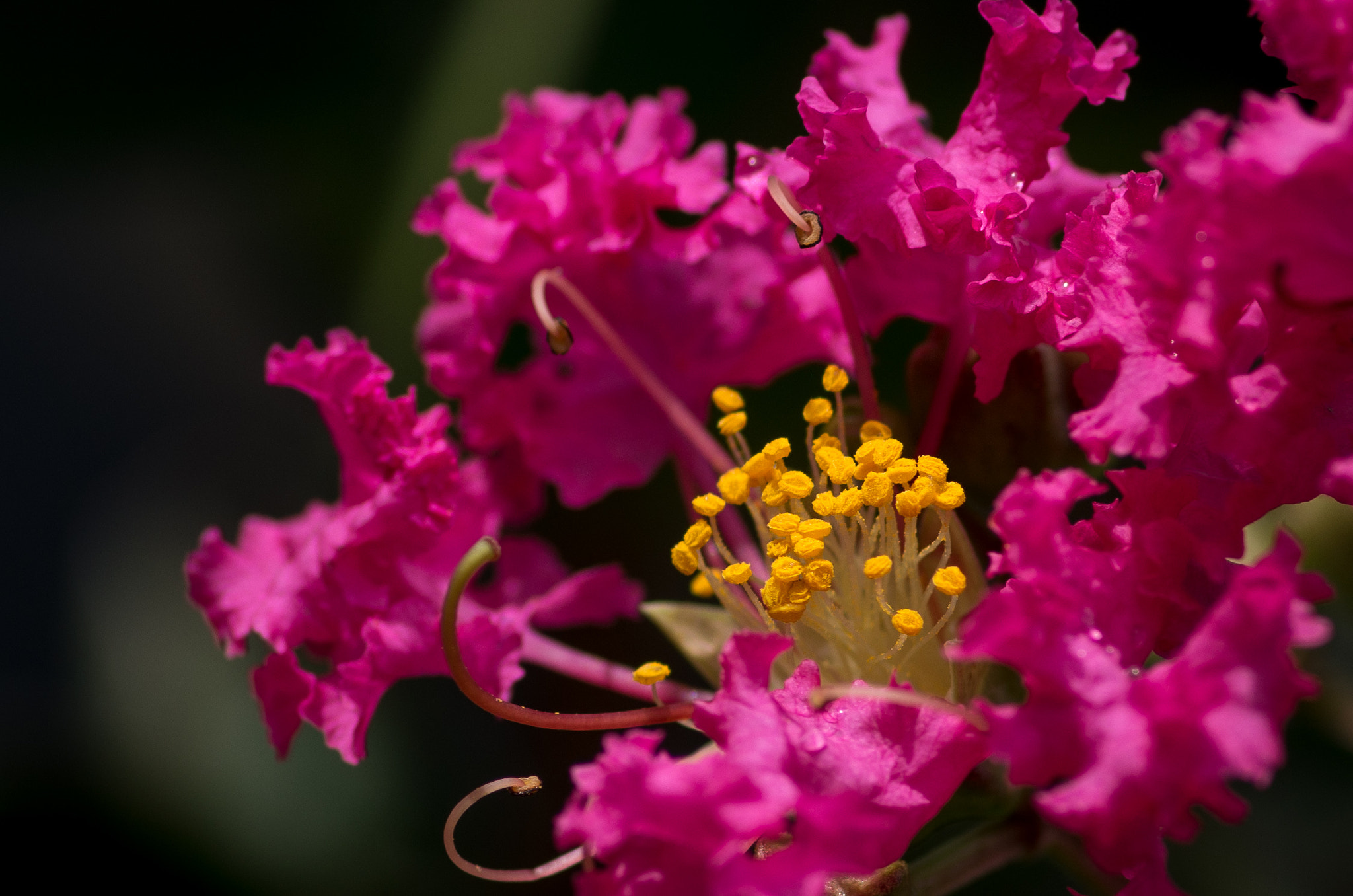 Pentax smc D-FA 100mm F2.8 Macro WR sample photo. Circle of friends photography