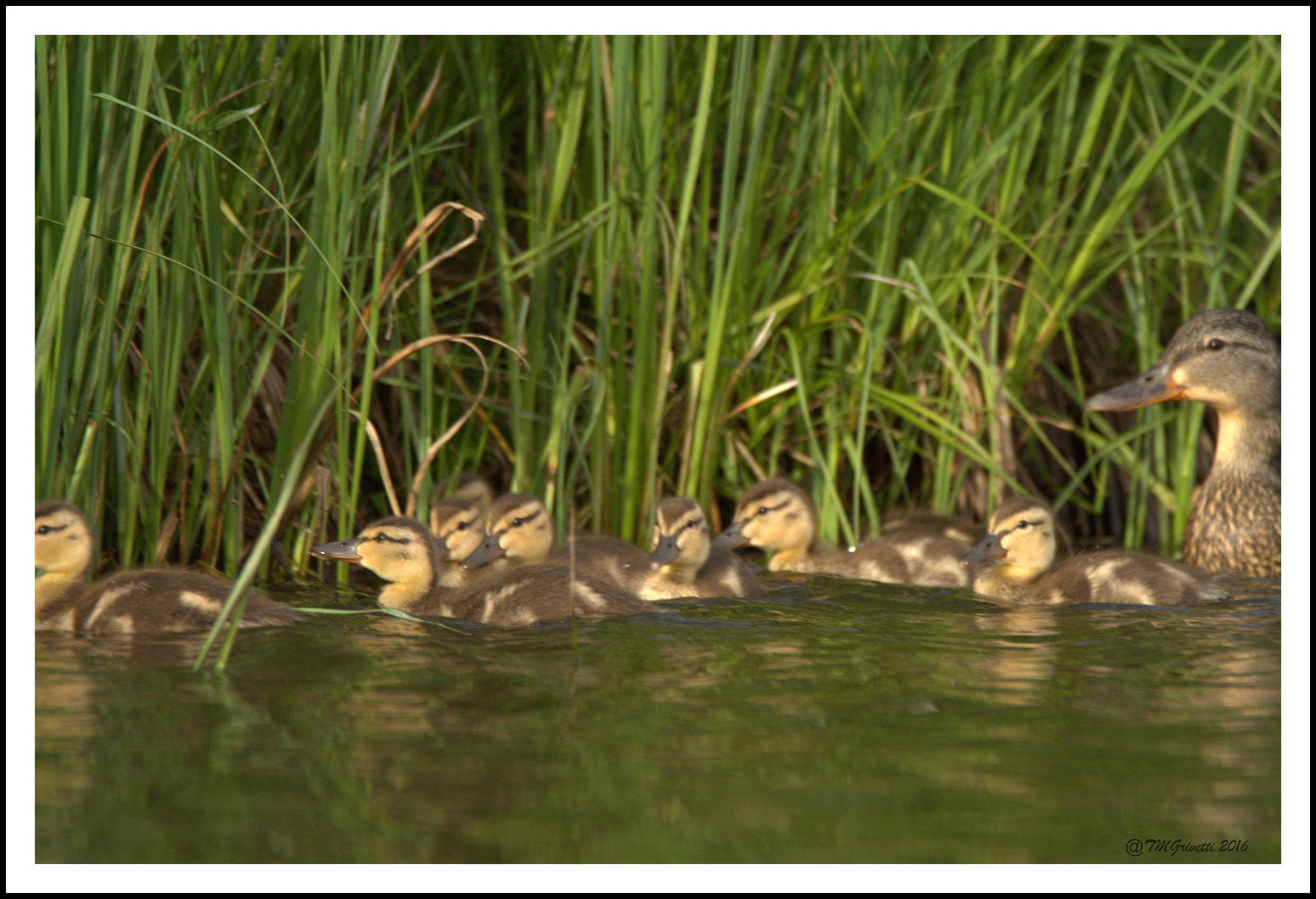 Tamron SP 150-600mm F5-6.3 Di VC USD sample photo. Herding the gang photography
