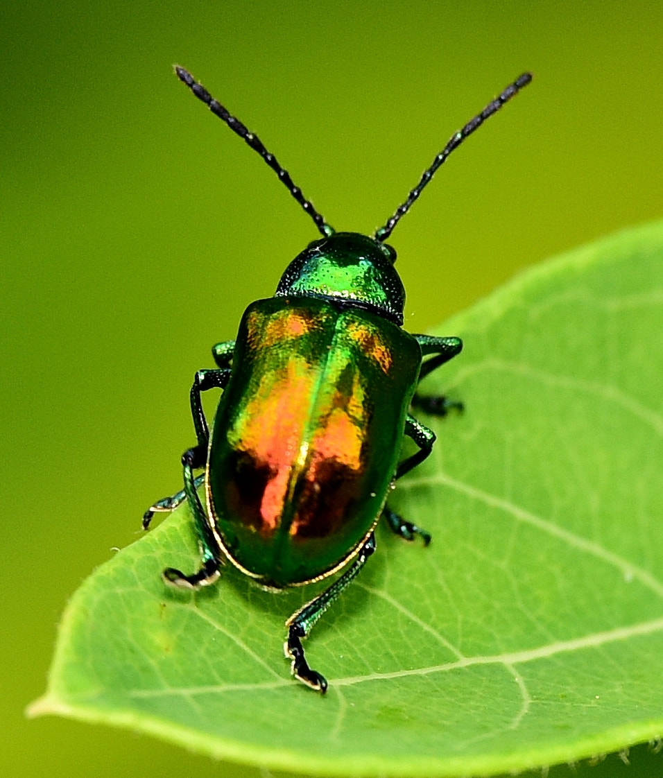 Tamron SP 70-200mm F2.8 Di VC USD sample photo. Japanese beetle photography
