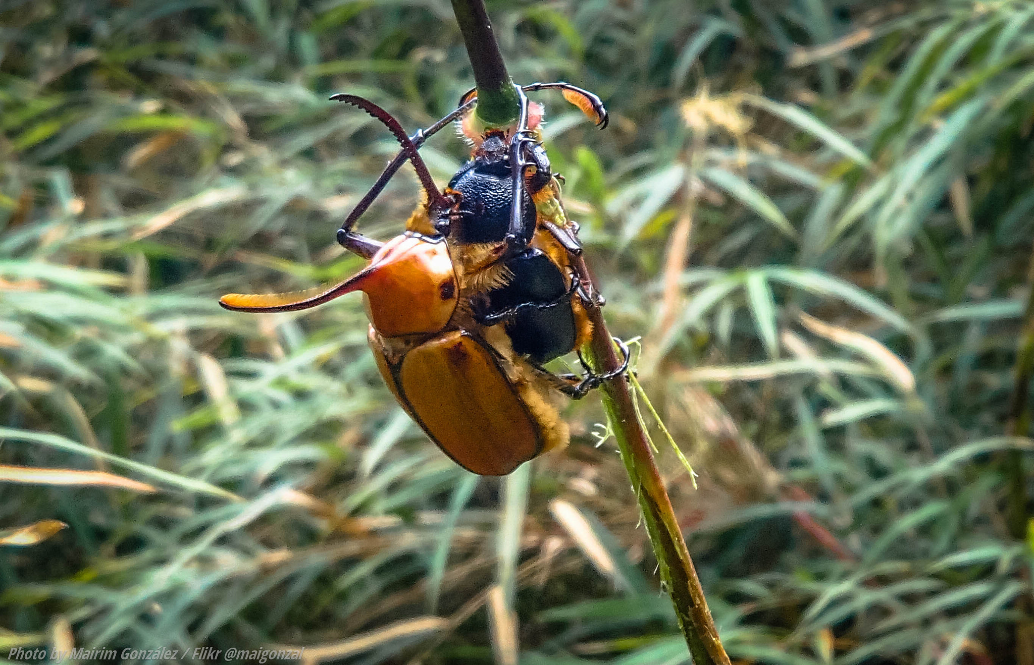 Olympus TG-630 sample photo. Hercules beetle! photography