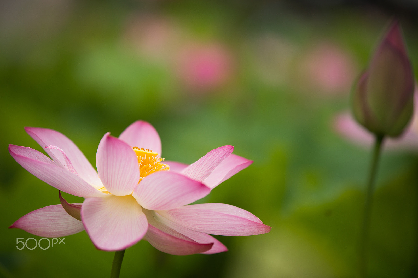 Tamron SP 70-200mm F2.8 Di VC USD sample photo. Season of lotus photography
