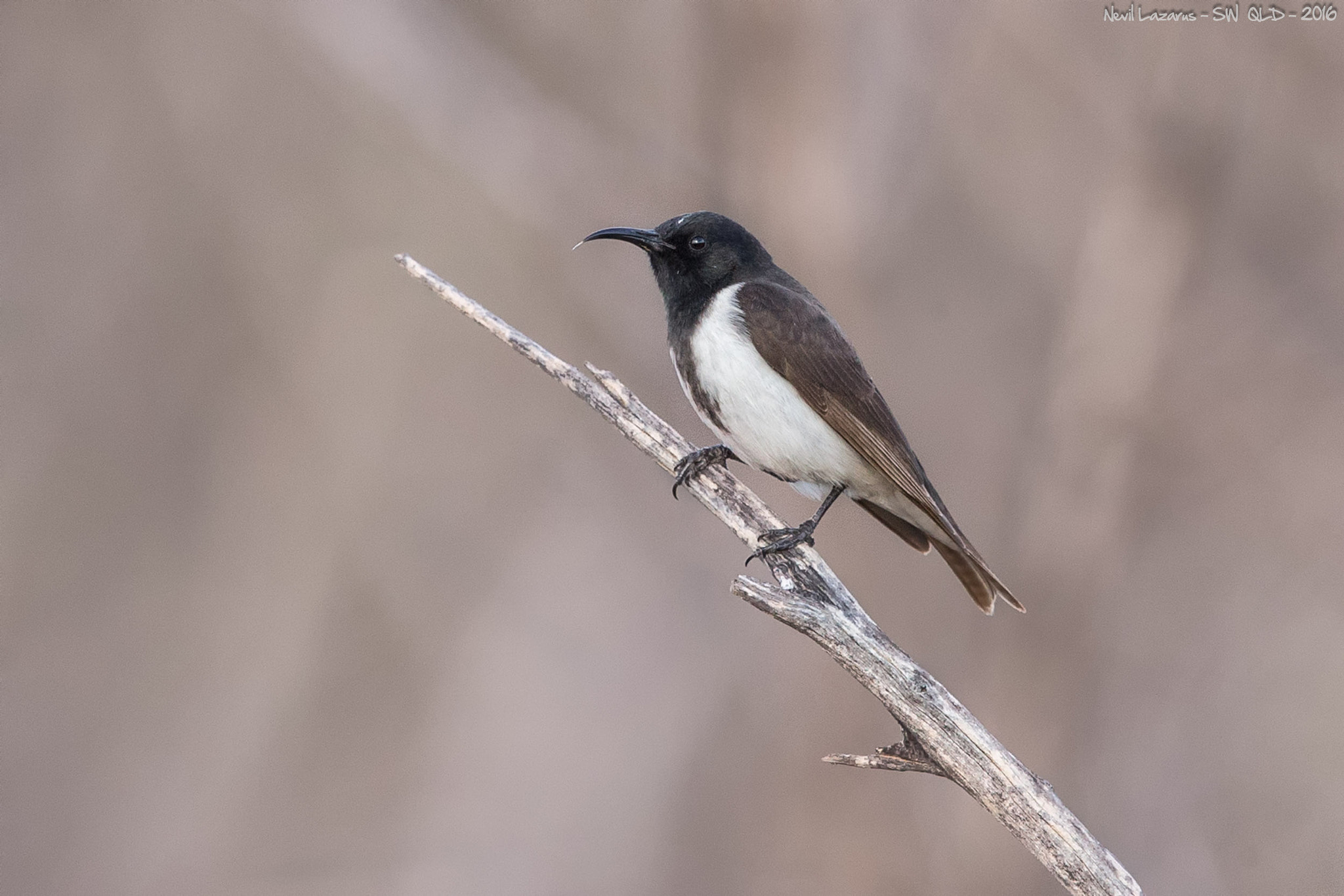Canon EF 500mm F4L IS II USM sample photo. Black honeyeater kilcowera july photography