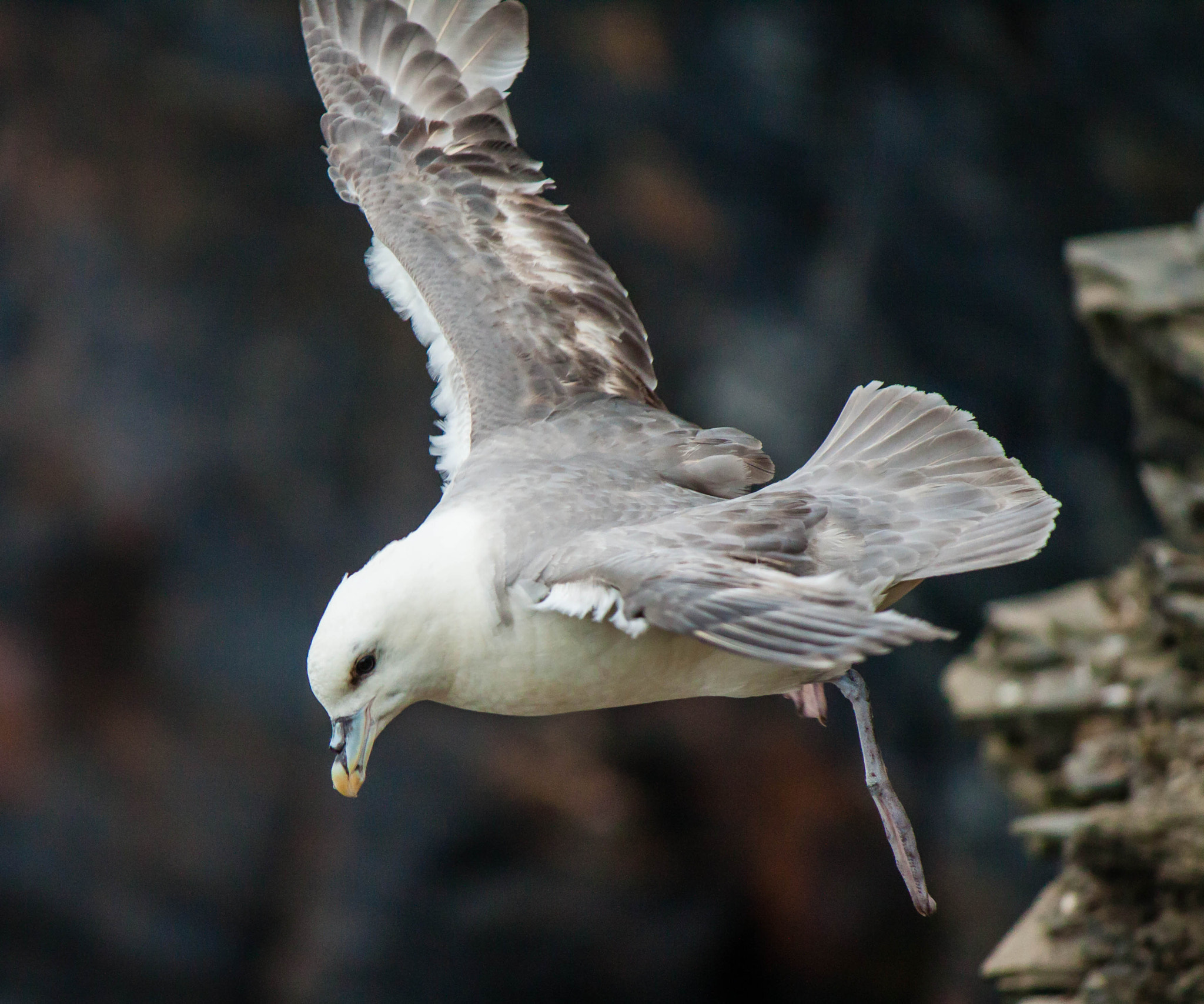Canon EF-S 55-250mm F4-5.6 IS II sample photo. Fulmar photography