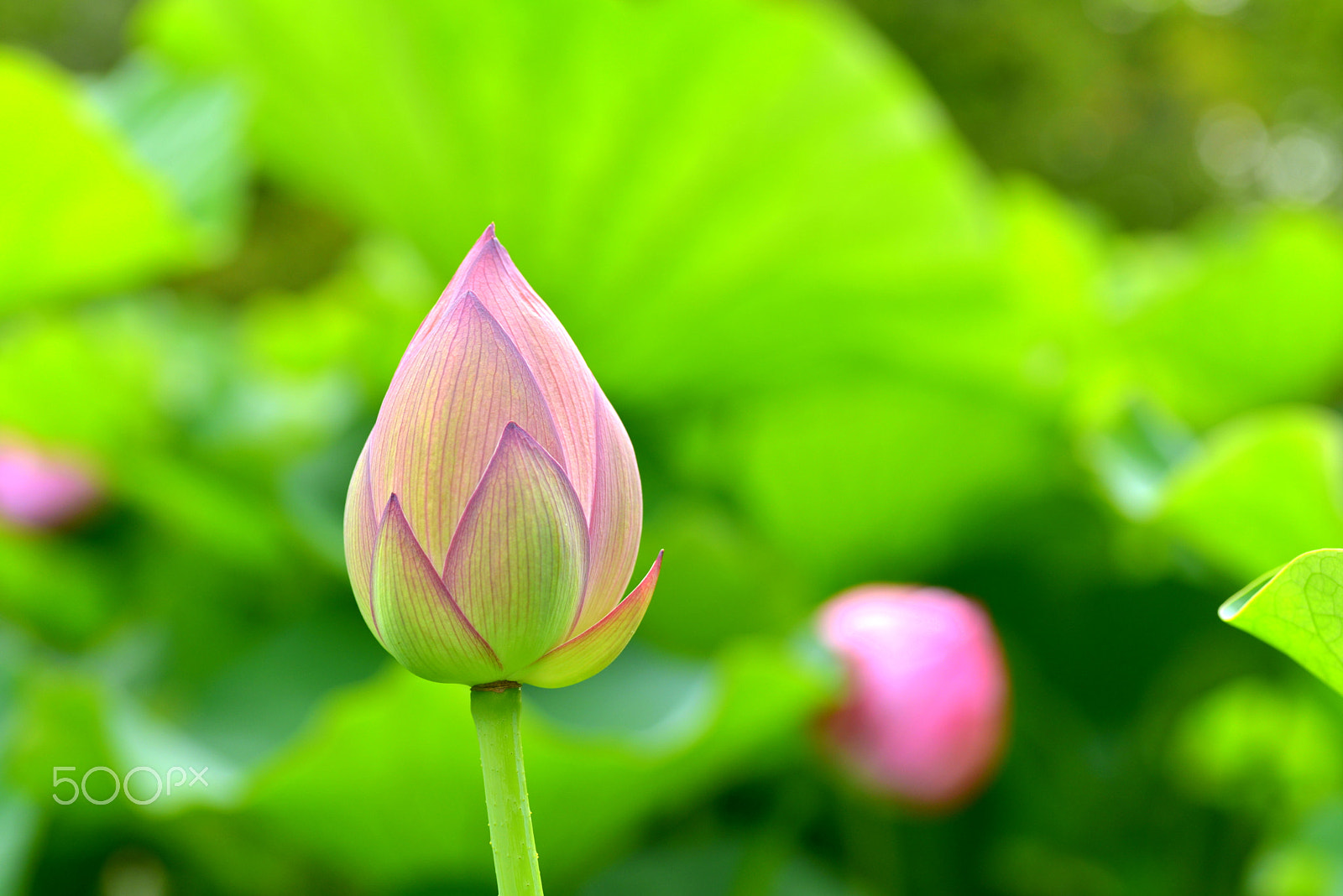 Nikon D600 sample photo. Pure beautiful flower photography